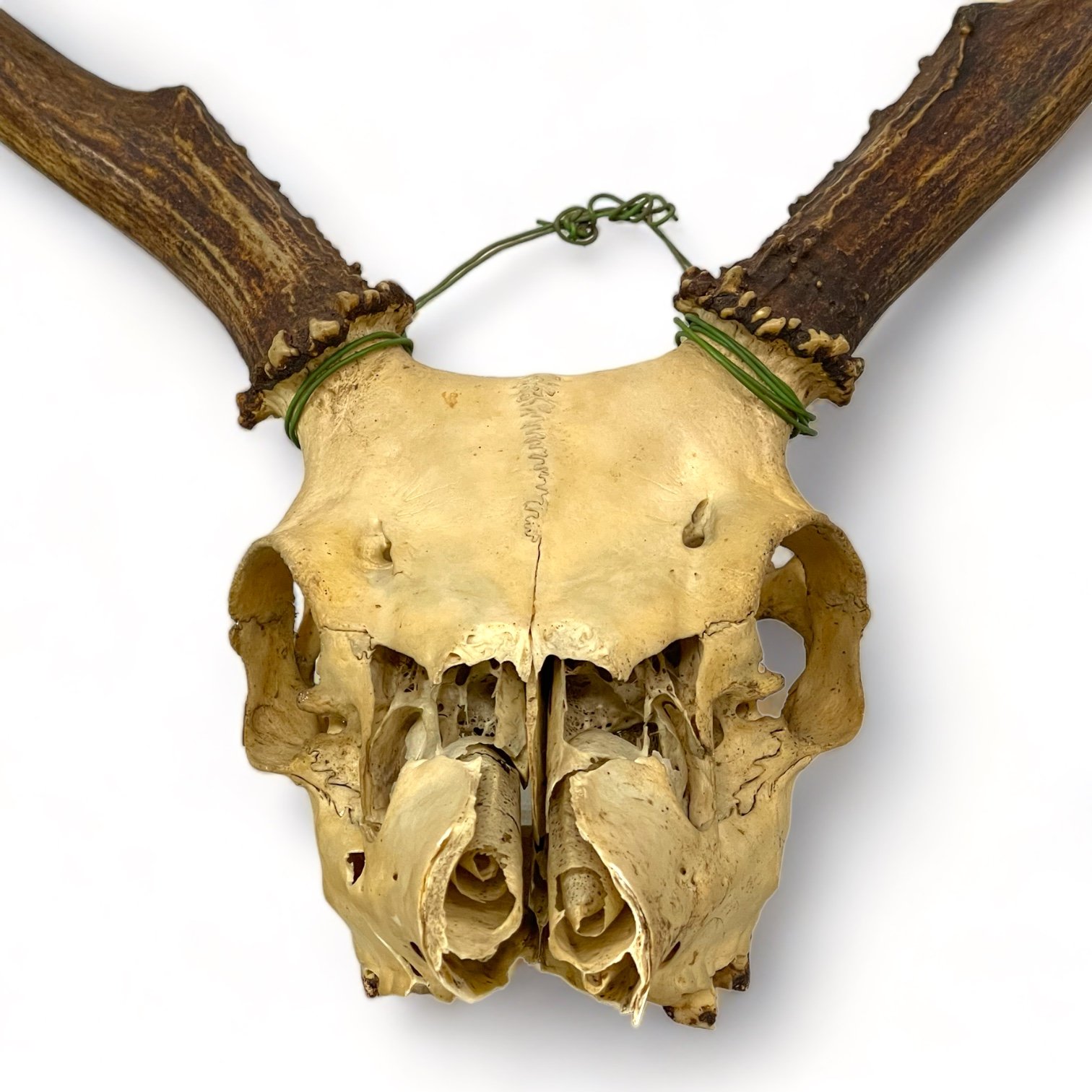 Vintage deer skull and antlers taxidermy mount for rustic decor in cabins or hunting lodges.