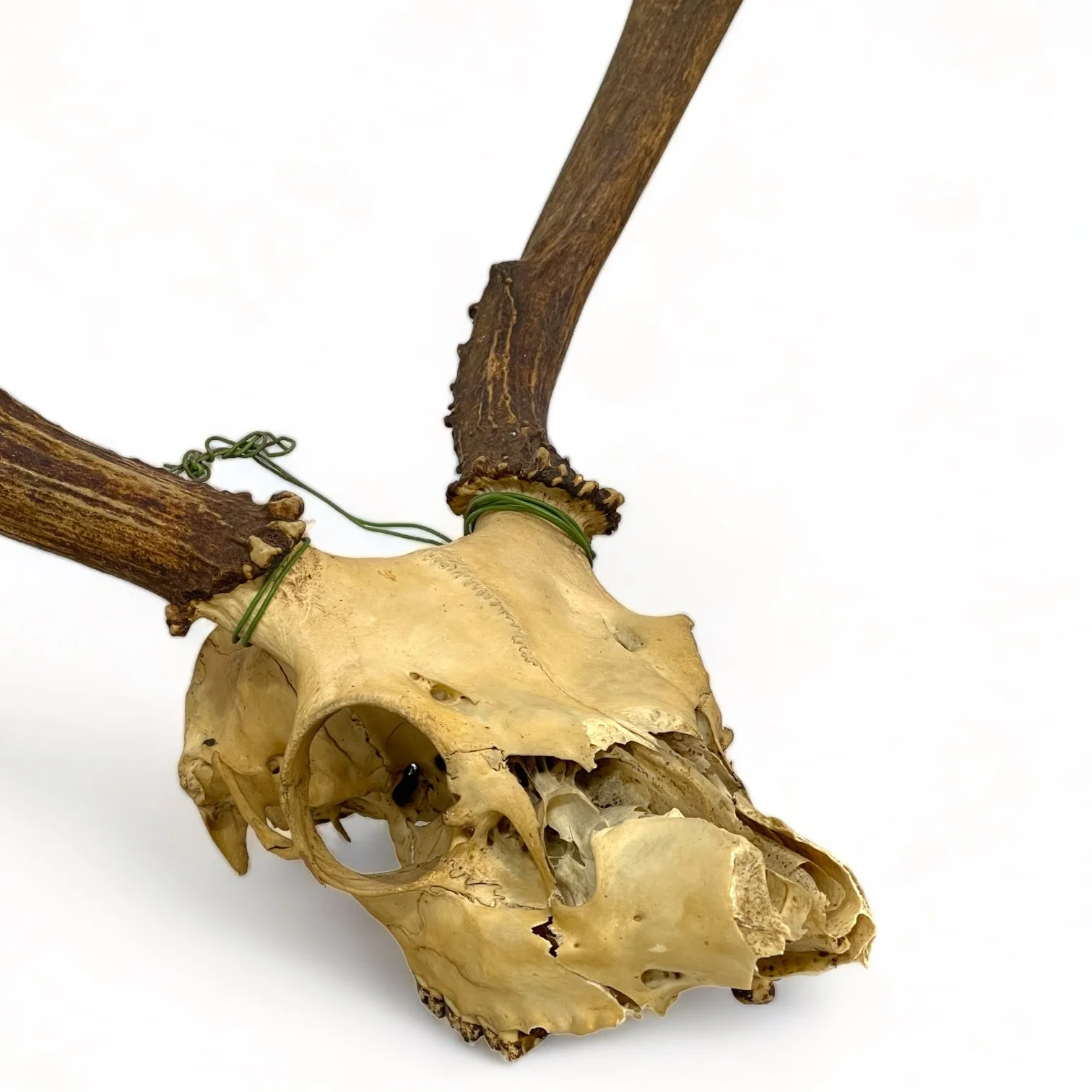 Vintage deer skull and antlers taxidermy mount for rustic decor in cabins or hunting lodges.