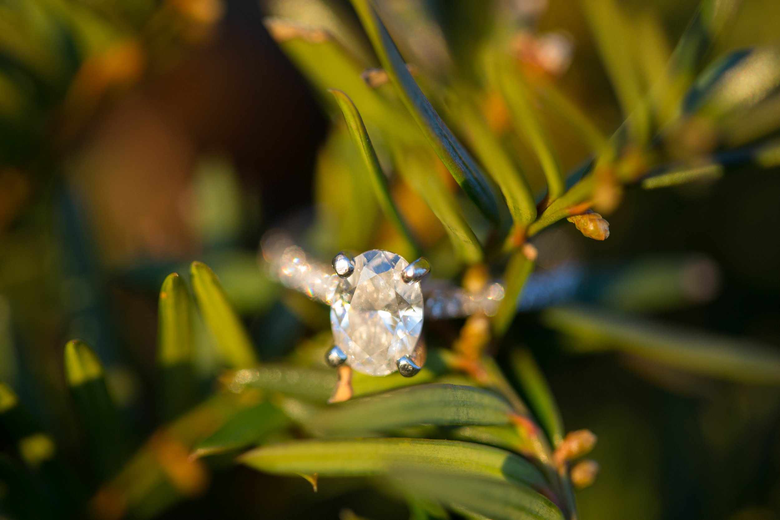 Canal Engagement-70.jpg
