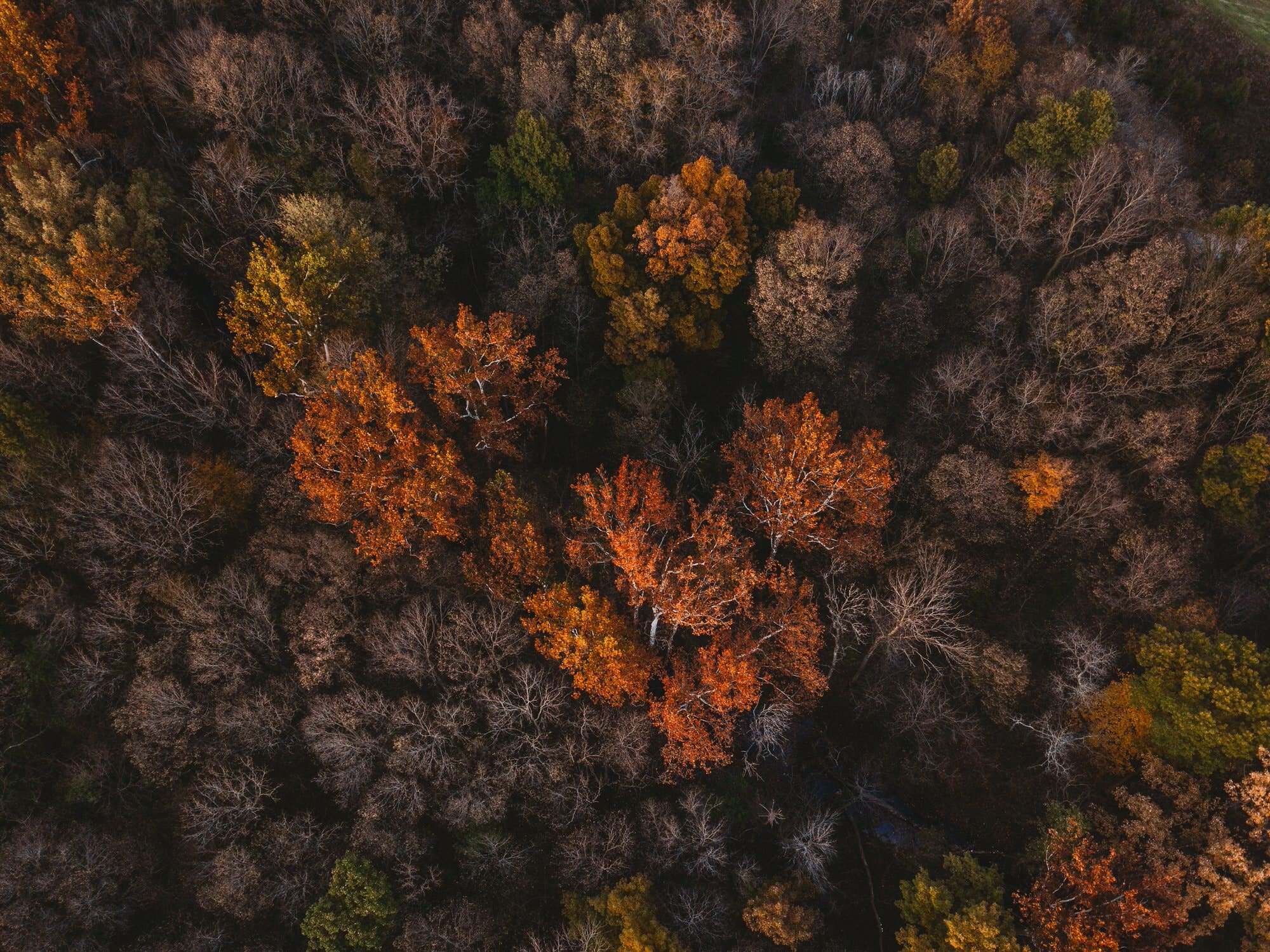 skeleton trees surround brilliant orange comrades.jpeg