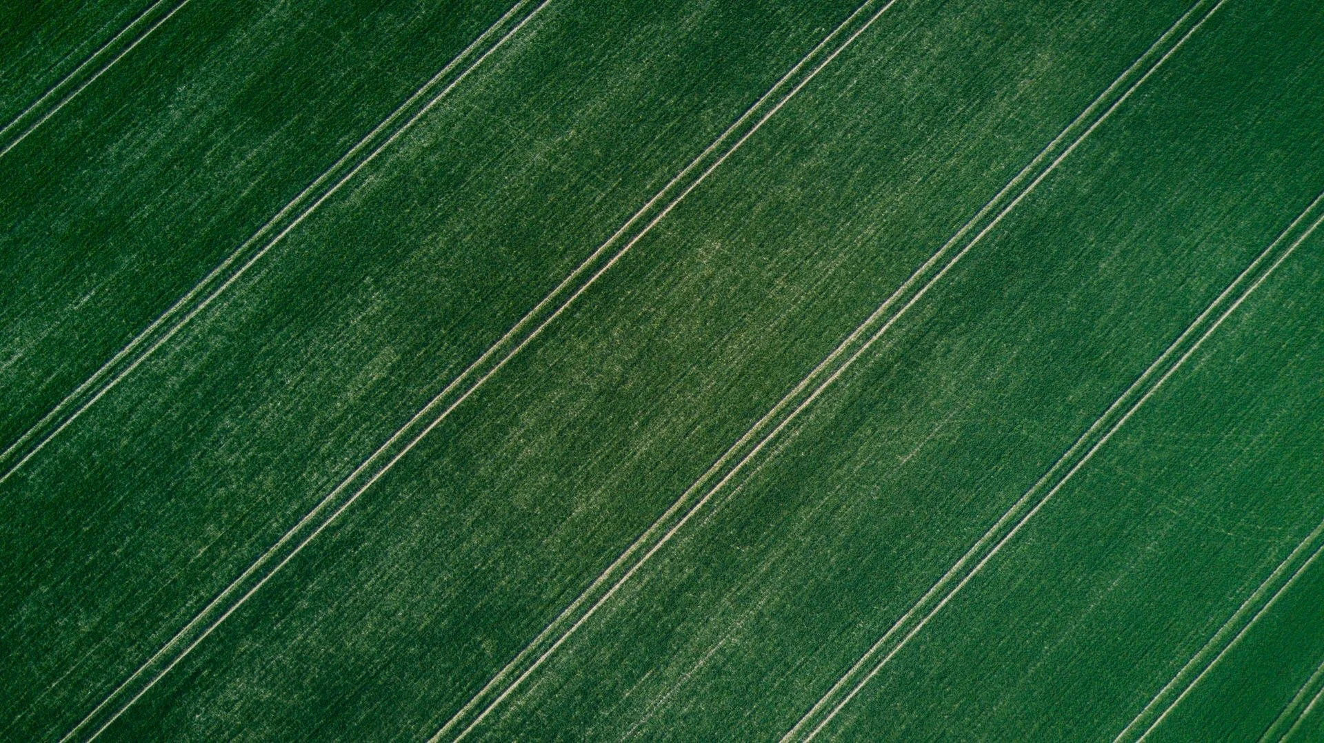 Custom Fields: Where the Magic Starts