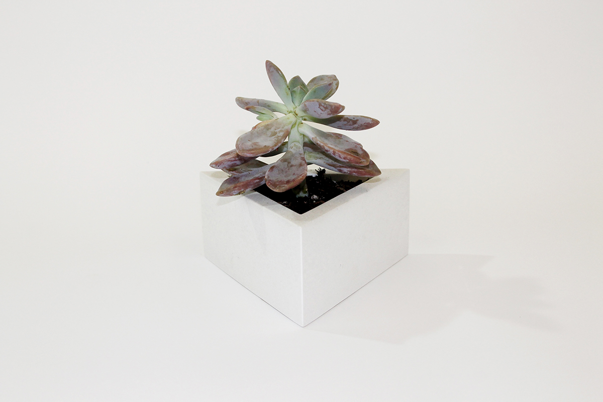 sixty white plant web.jpg