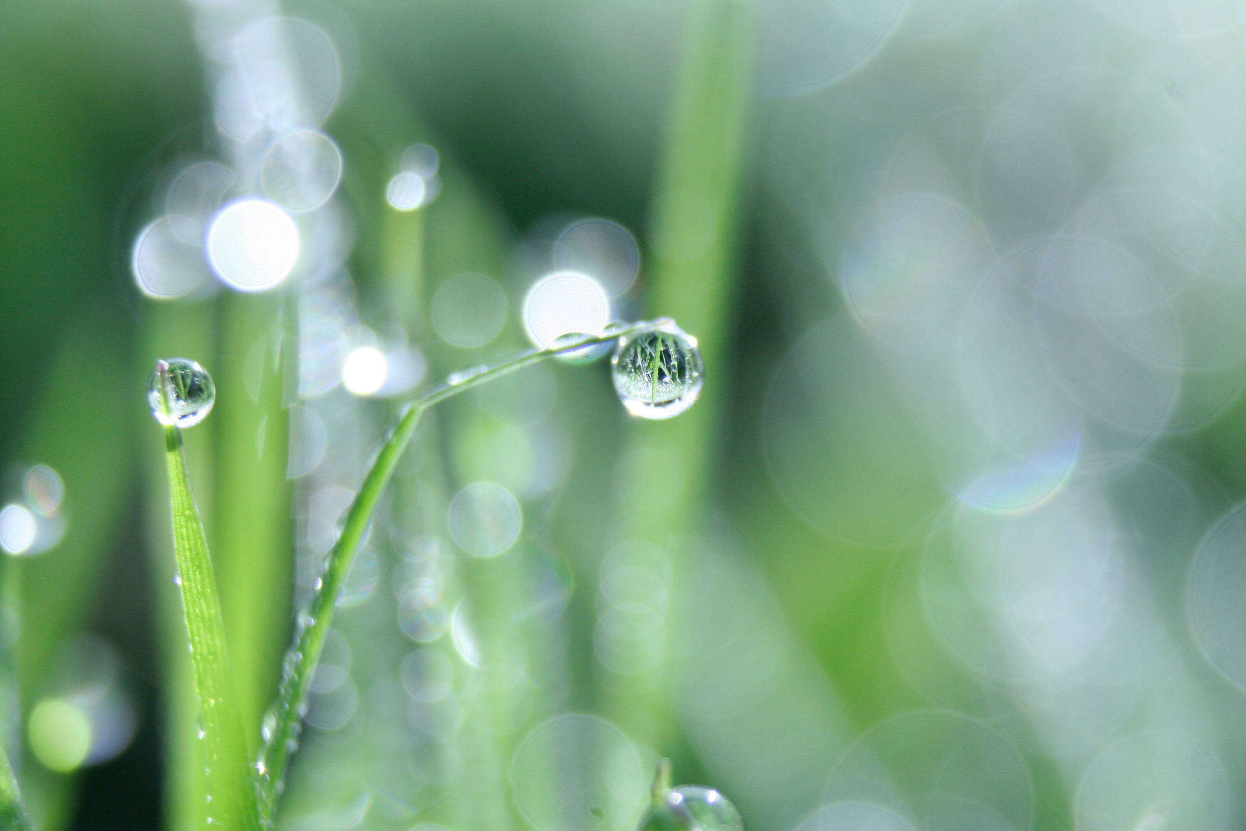 bokeh Photo grass water droplet free blur texture.jpg