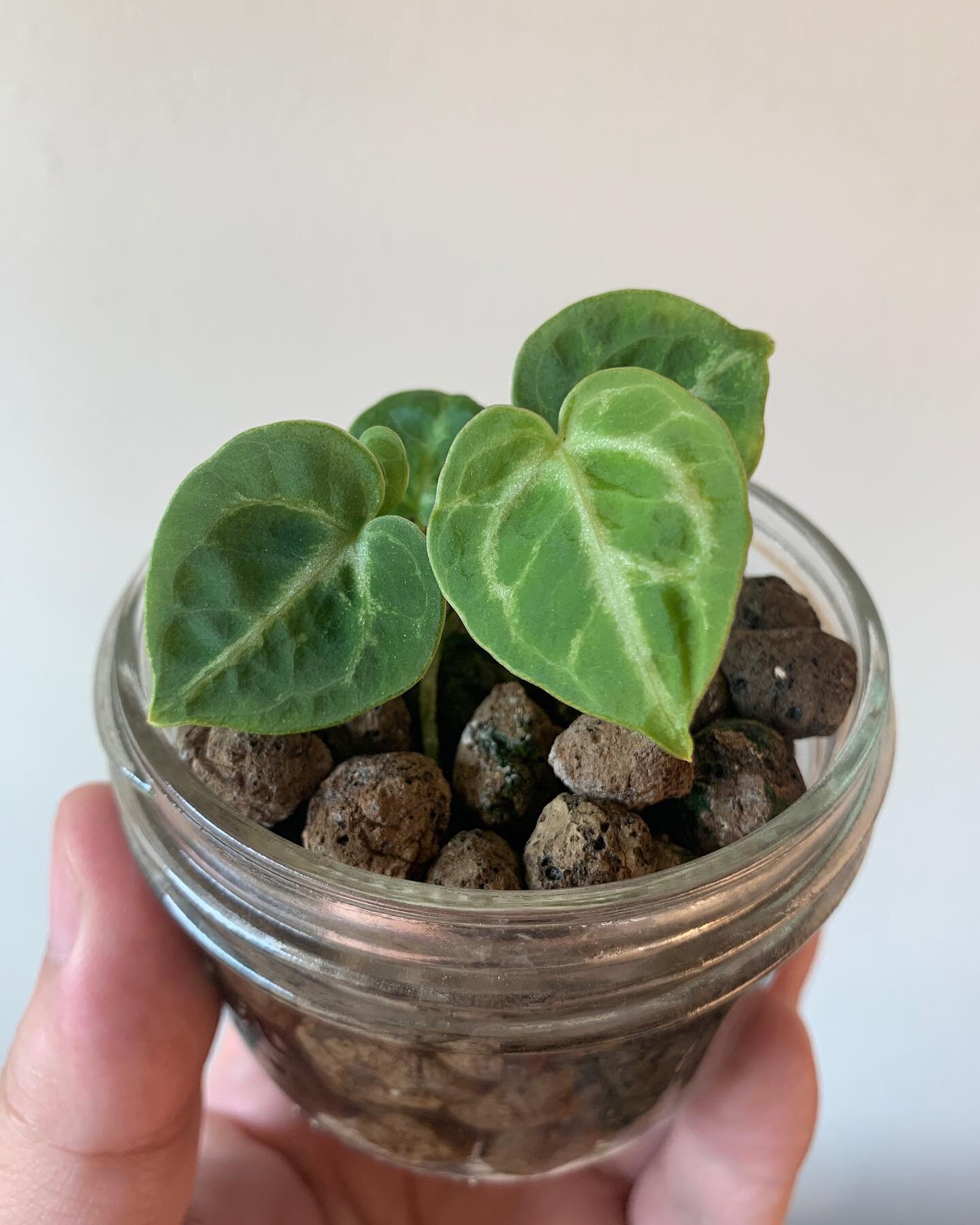 Anthurium dorayaki. 

Bought this one as a chonk and I smile every time I see it