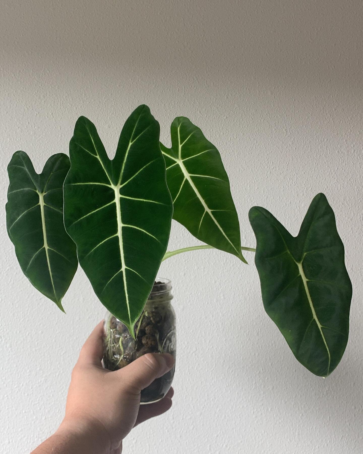 Alocasia frydek in leca 
60 days &gt; 30 days &gt; day 1
