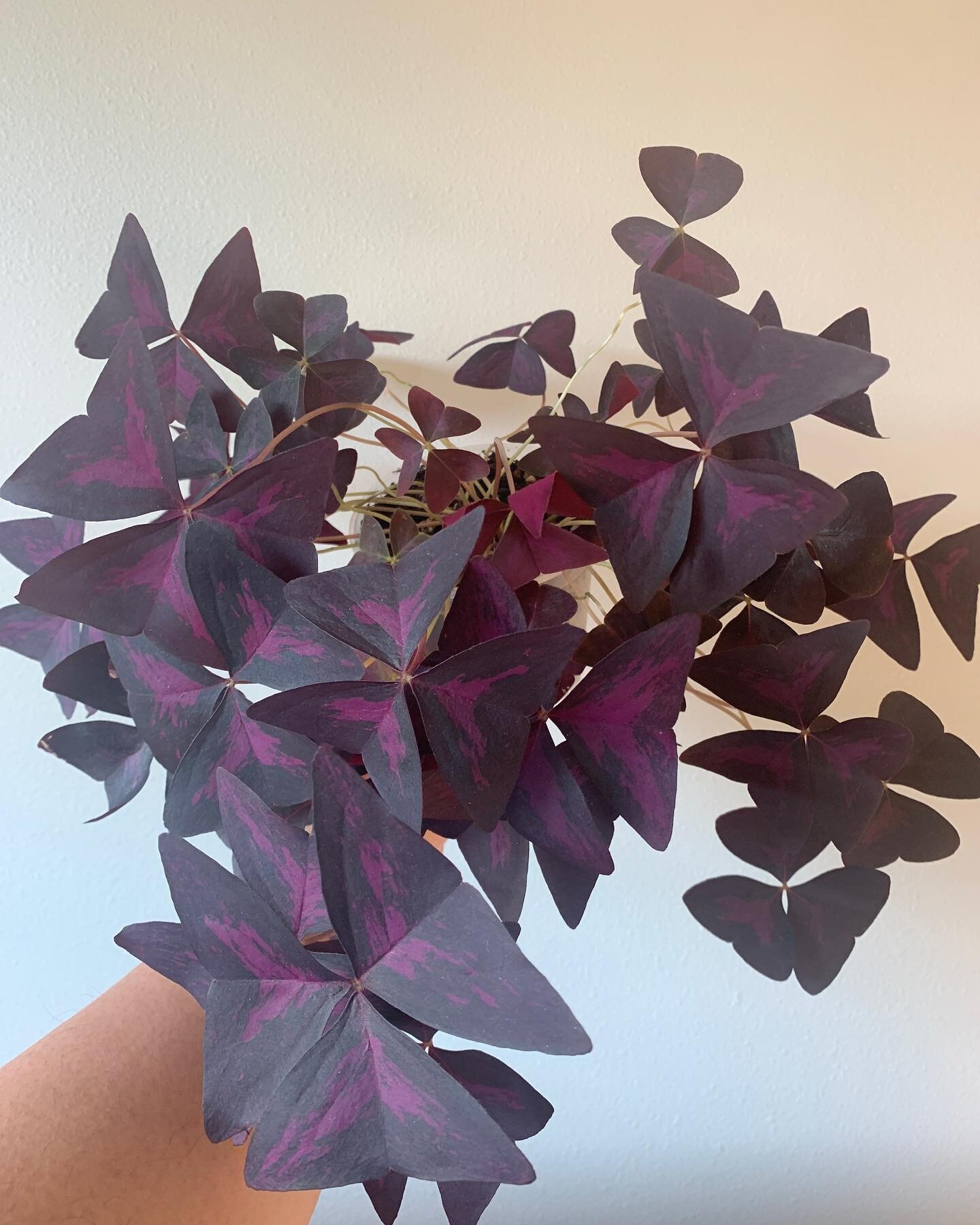 Spread is too good not to share

Oxalis triangularis