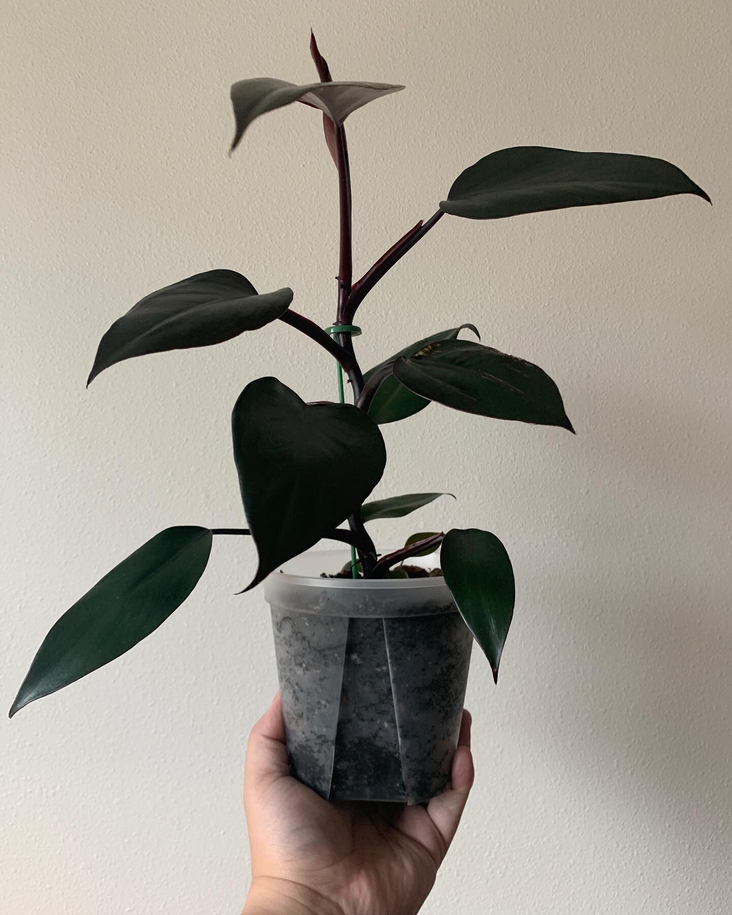 I named my Philodendron dark lord Tom&mdash;because obviously. 

// swipe to compare growth to when I bought him in February