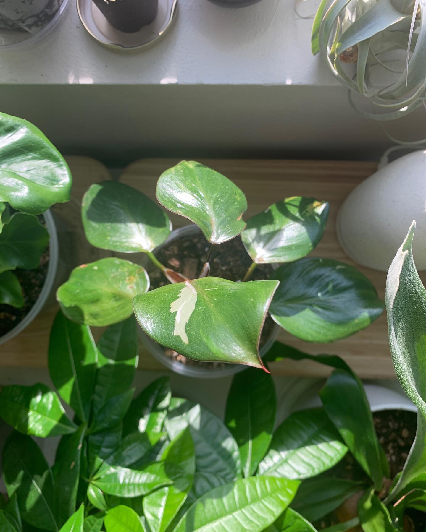 Philodendron white knight starting to show again why it&rsquo;s named that way.