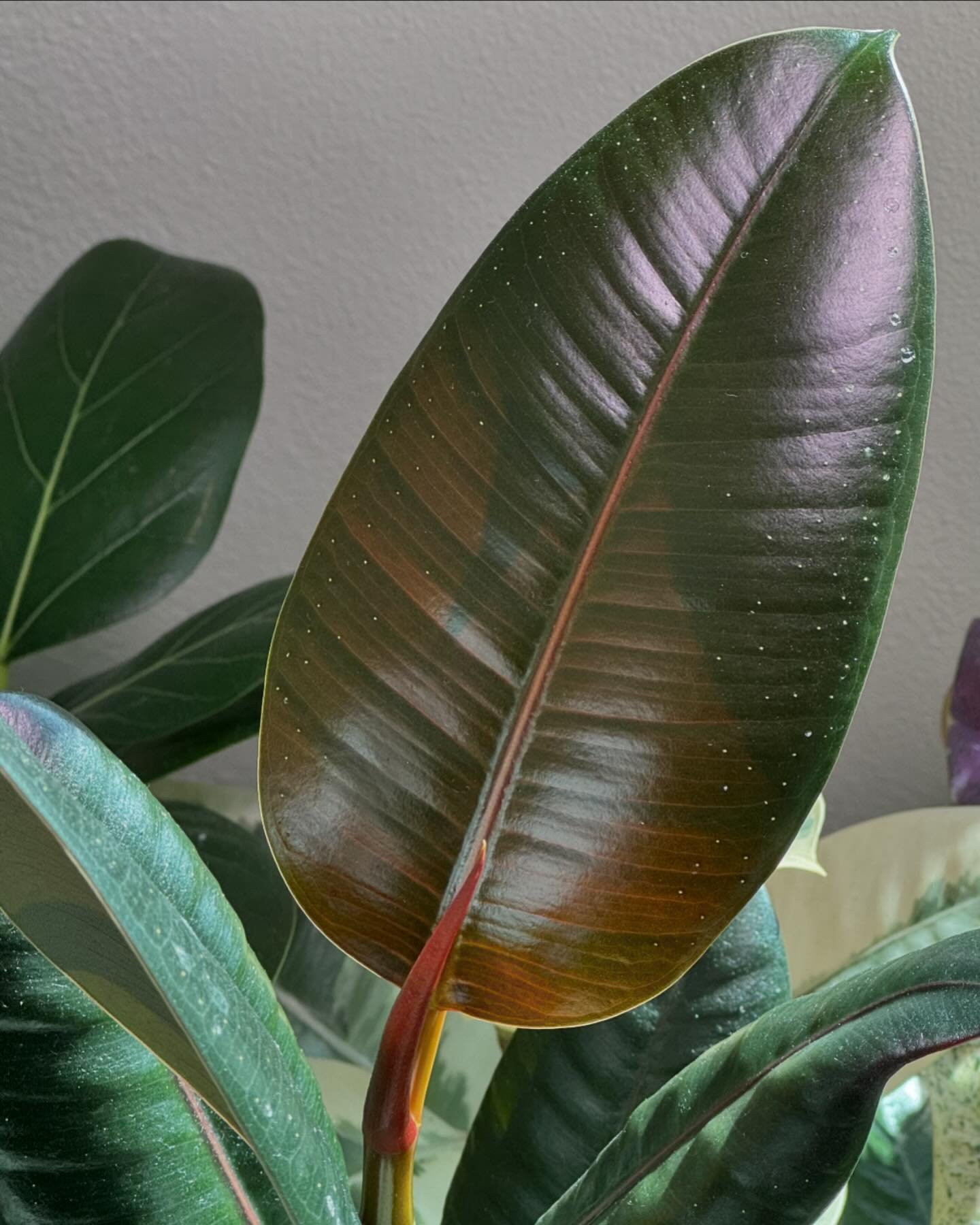 Burgundy&mdash;of the Ficus variety