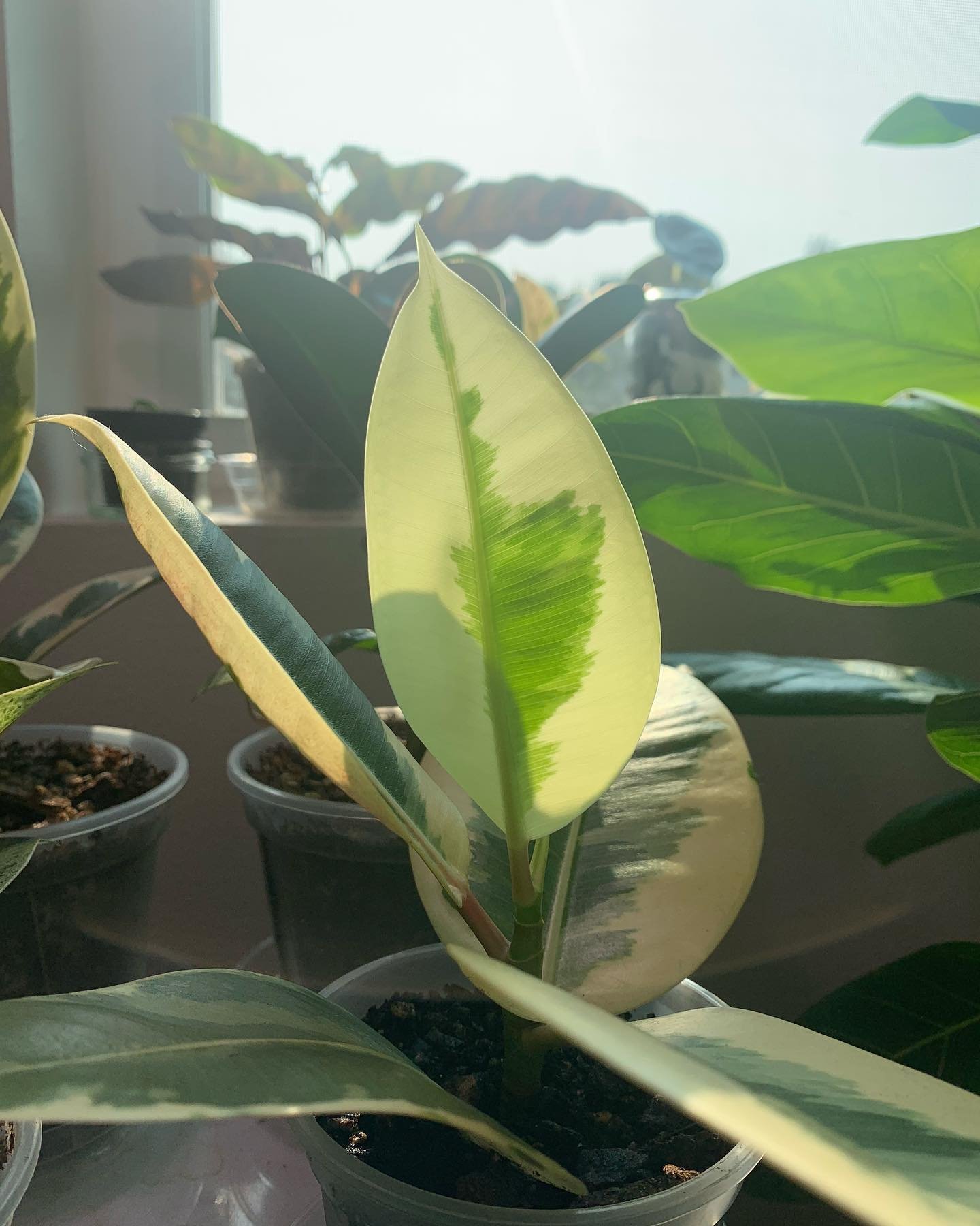 This Ficus tineke is a cutting from my dad. The plant that I always walked by growing up. The plant that confused me as a kid because it wasn&rsquo;t all green. When I moved into this new space I really got into plants (understatement of the year), a