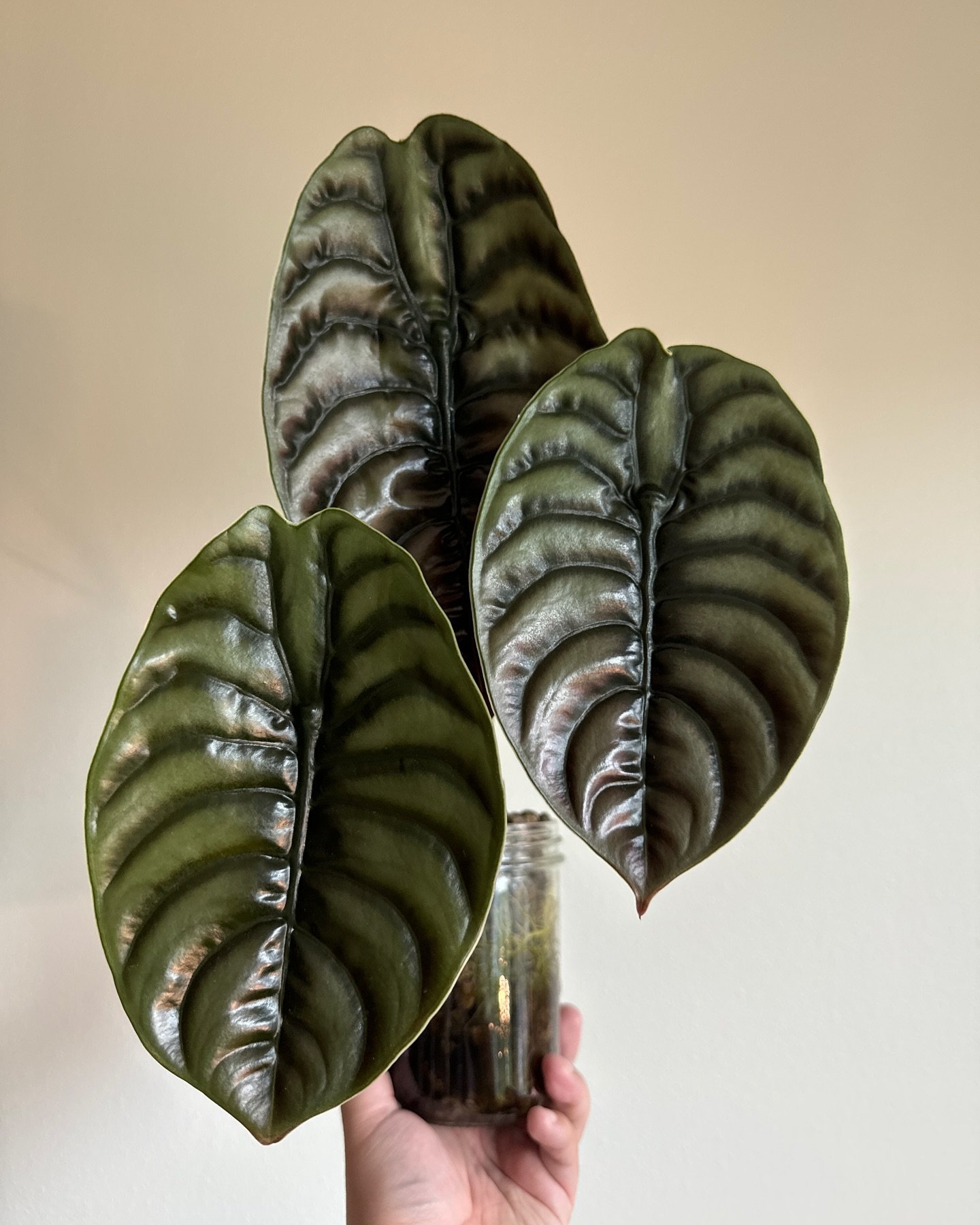 Just another hand model portfolio piece 

#alocasia #alocasiaredsecret #alocasiaredcuprea