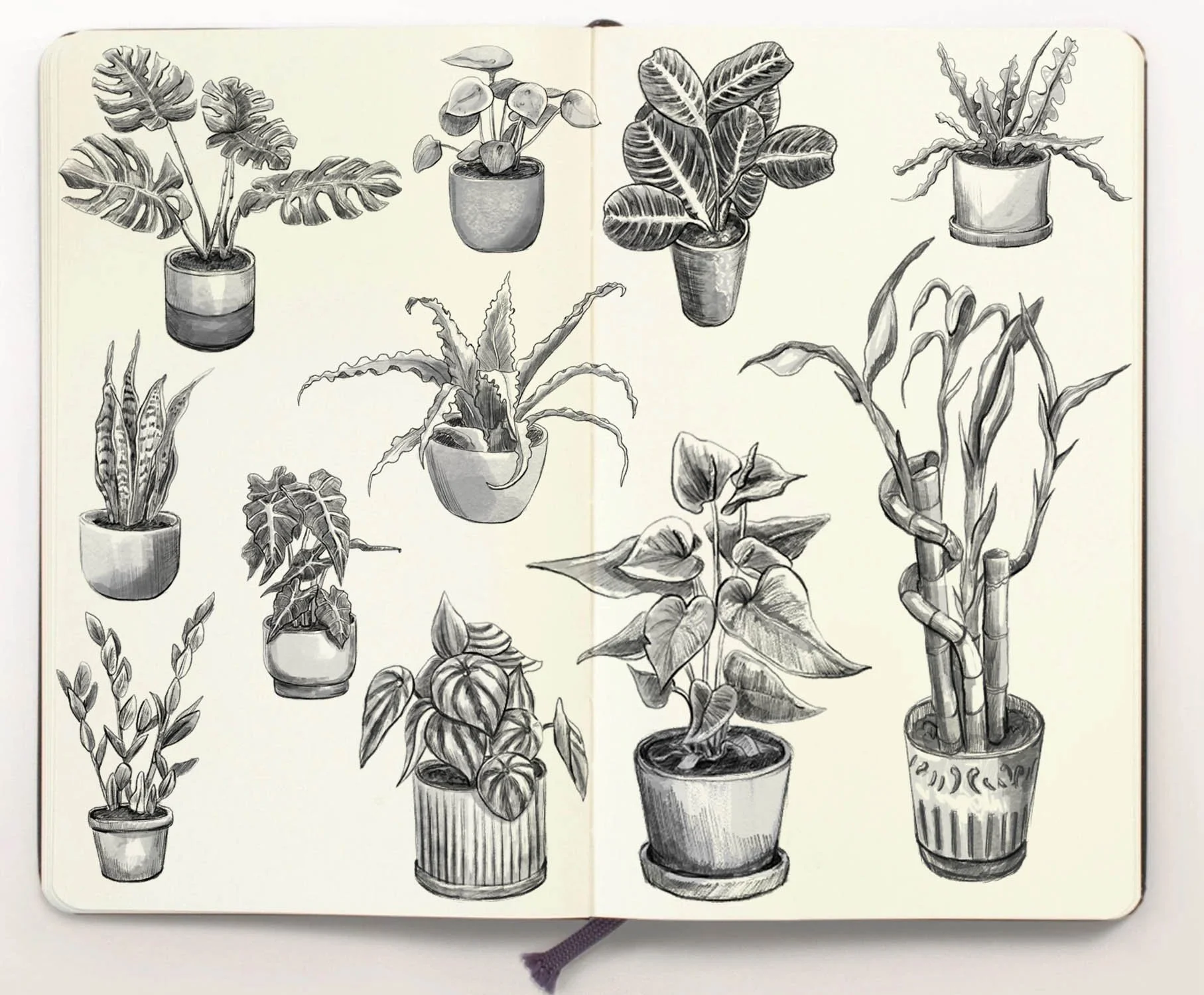 plantsketchbook.jpg