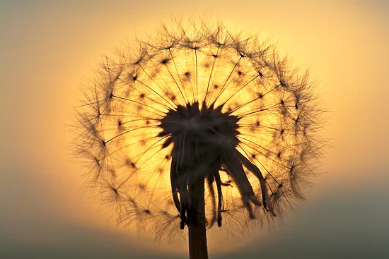 Dandelion-close-up-II.jpg