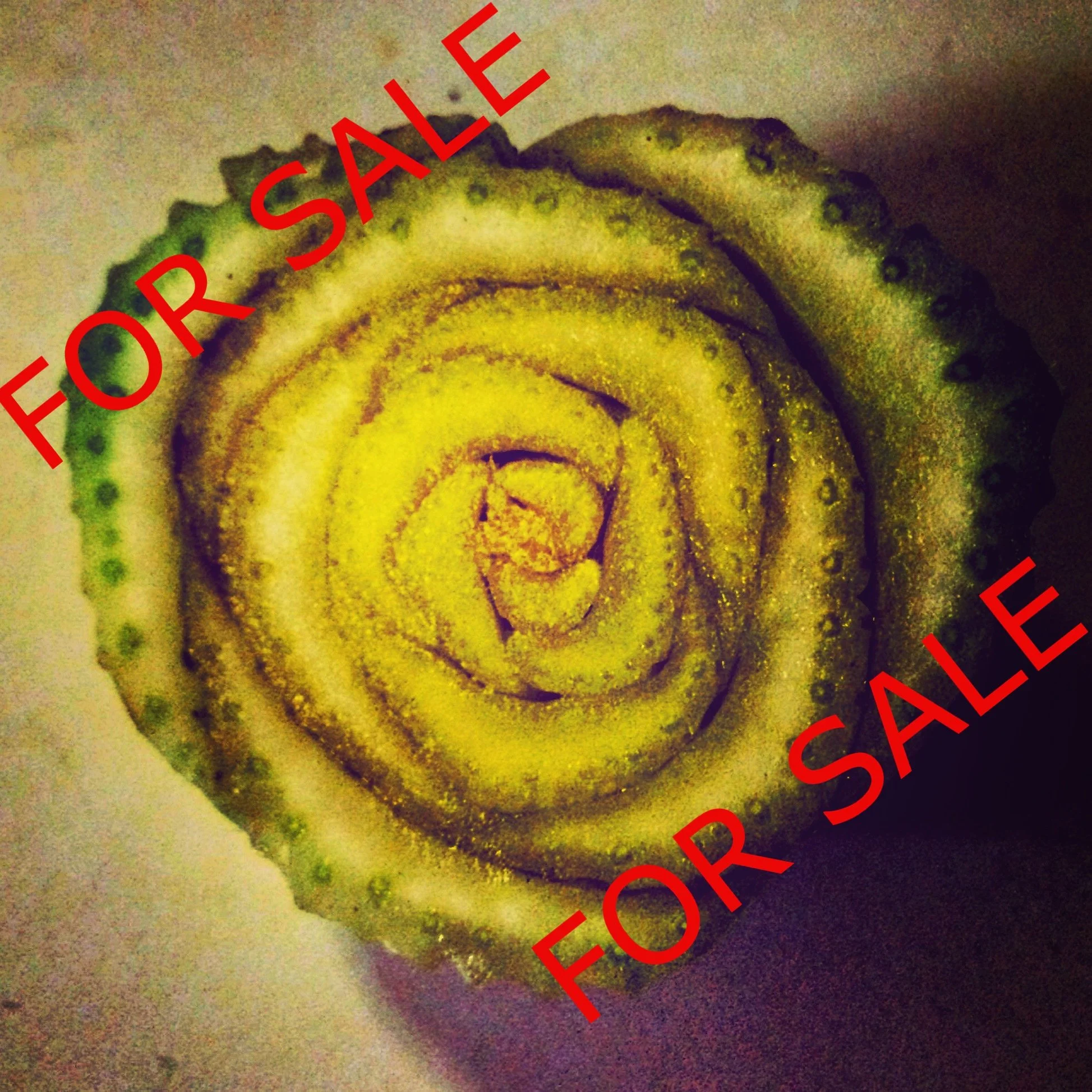 Heart of Celery SAMPLE.jpg