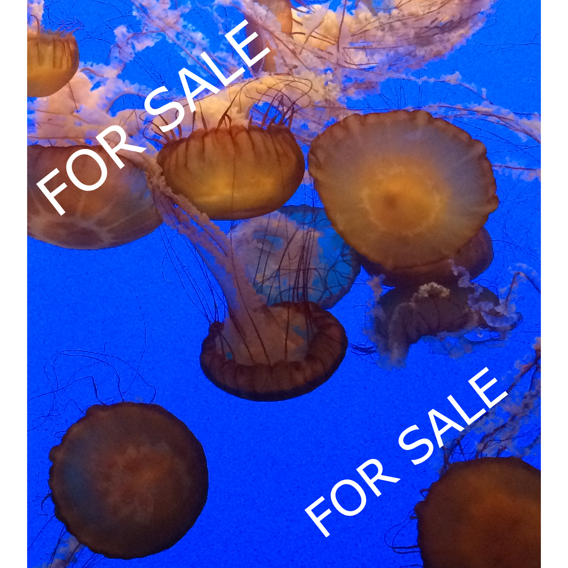 Jellyfish pretty SAMPLE.png