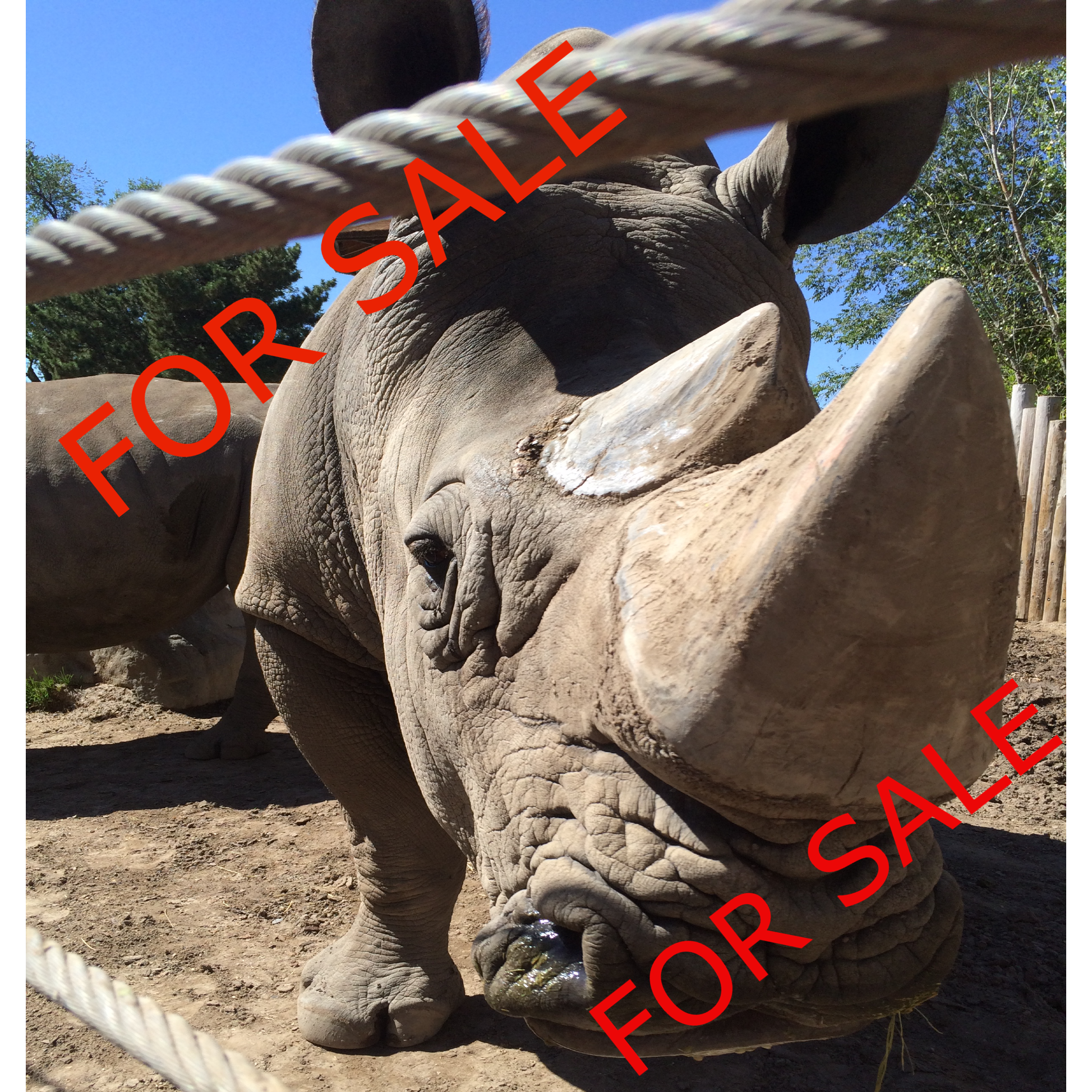Rhino SAMPLE.png