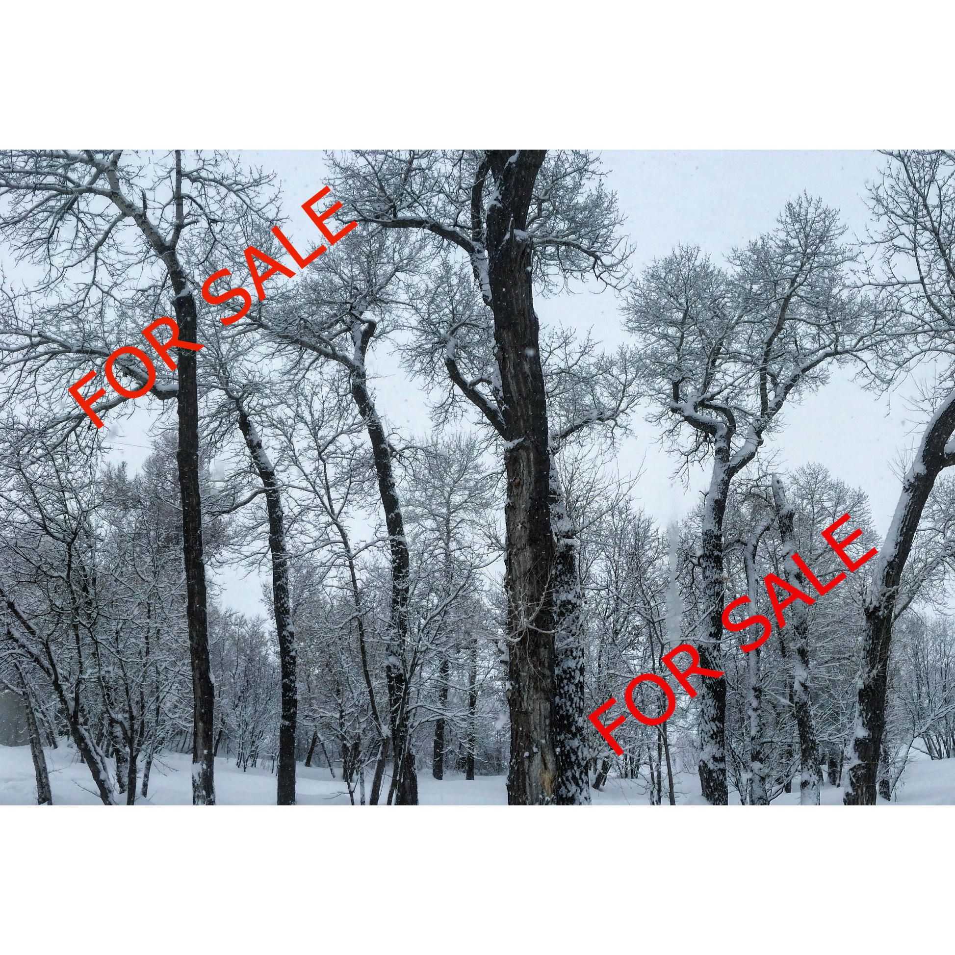 Snowy Trees SAMPLE.png