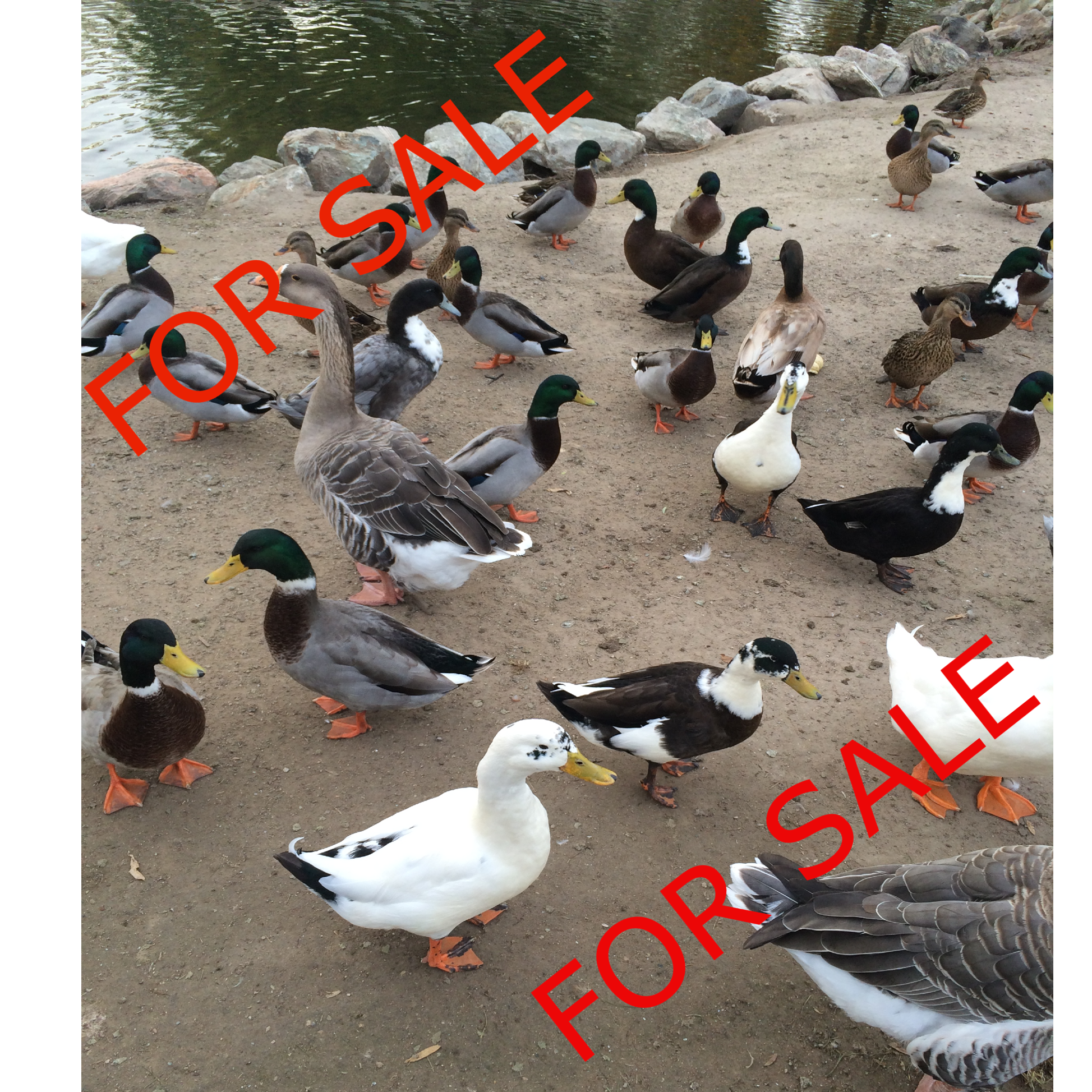 Ducks SAMPLE.png