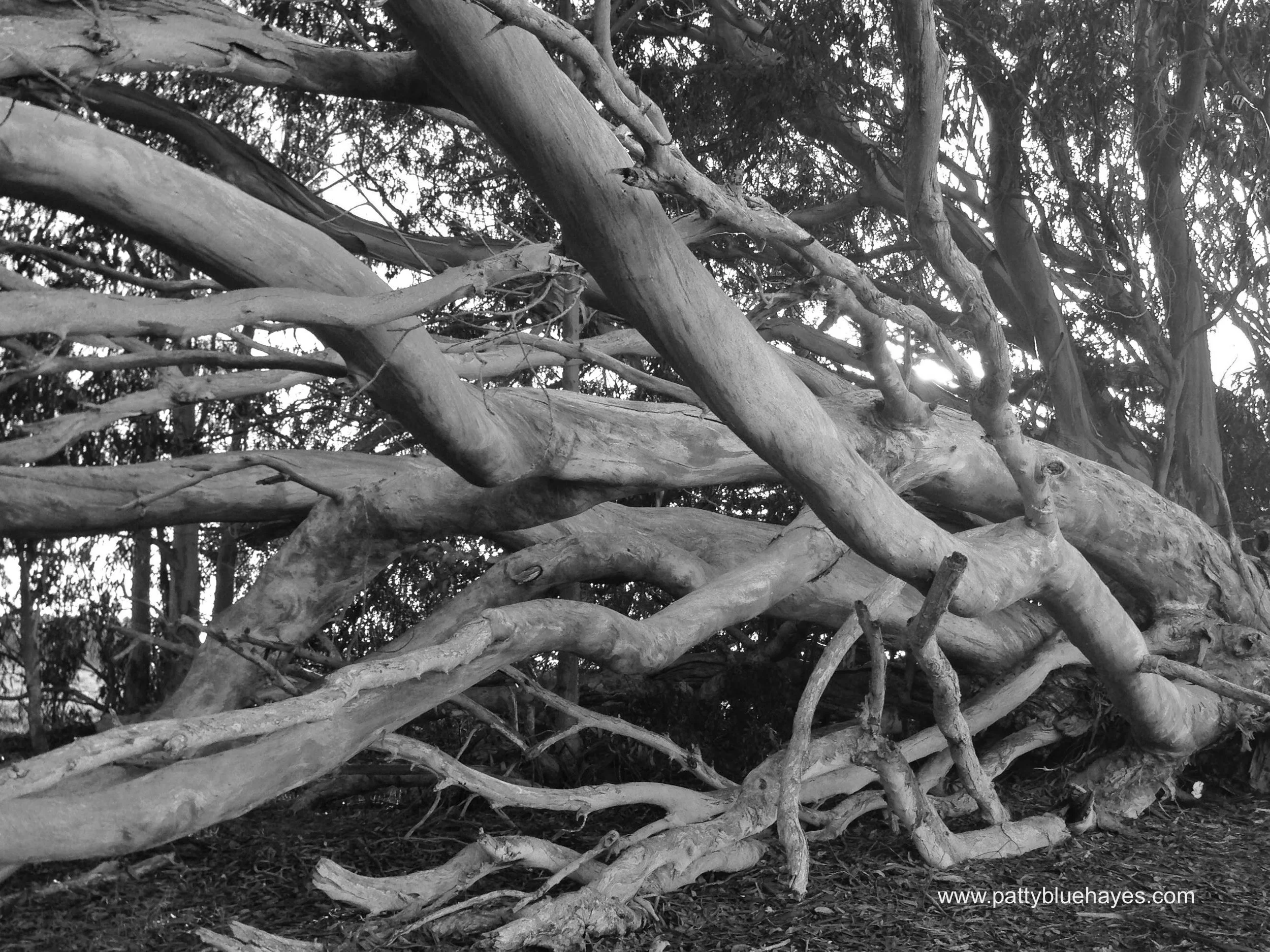 Montana de Oro State Park, Los Osos, CA