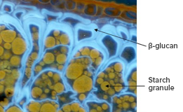 Oat Beta Glucans