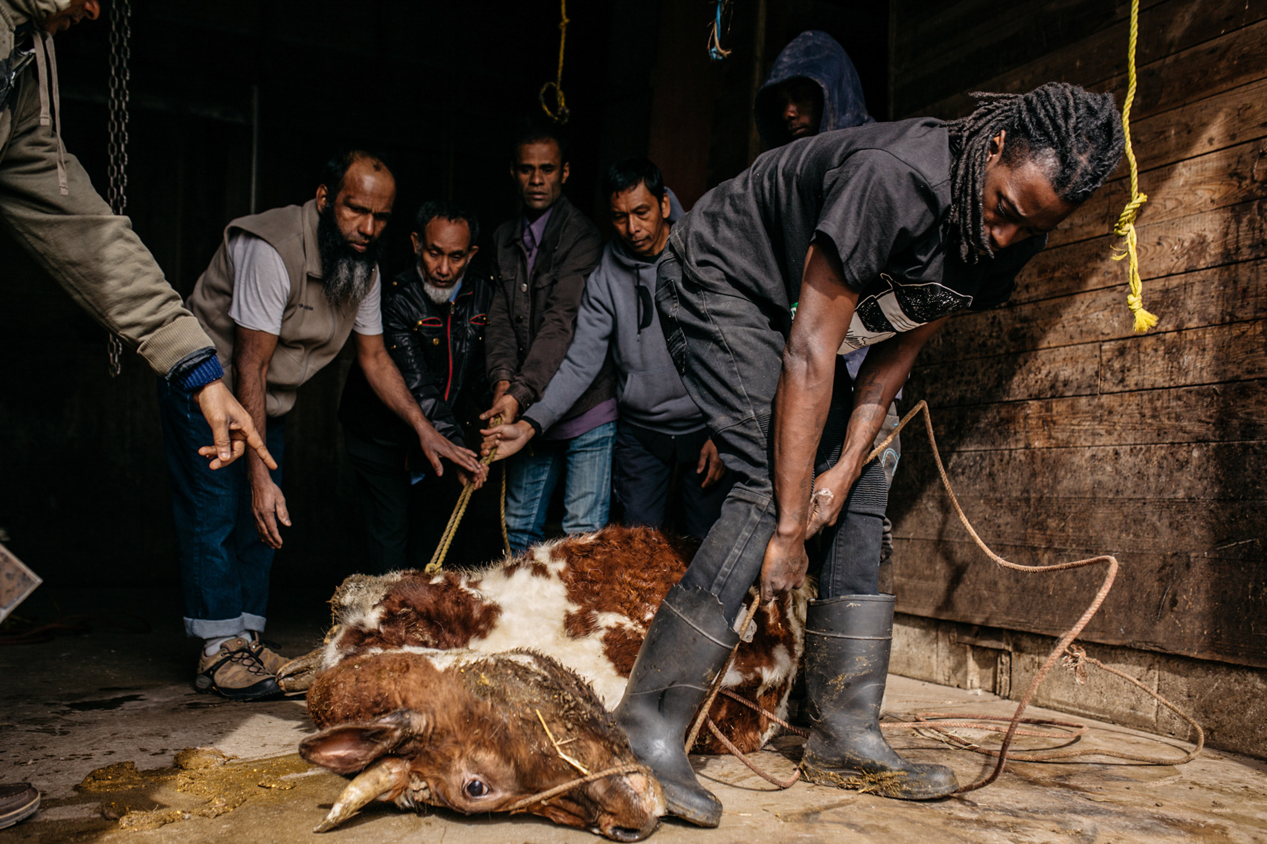 Curtis White, 30, helping Rohingya men hold down a cow for slaughter at a farm south of Chicago. The halal beef was served at the Rohingya Culture Center’s anniversary celebration and the rest was shared among families to take home.