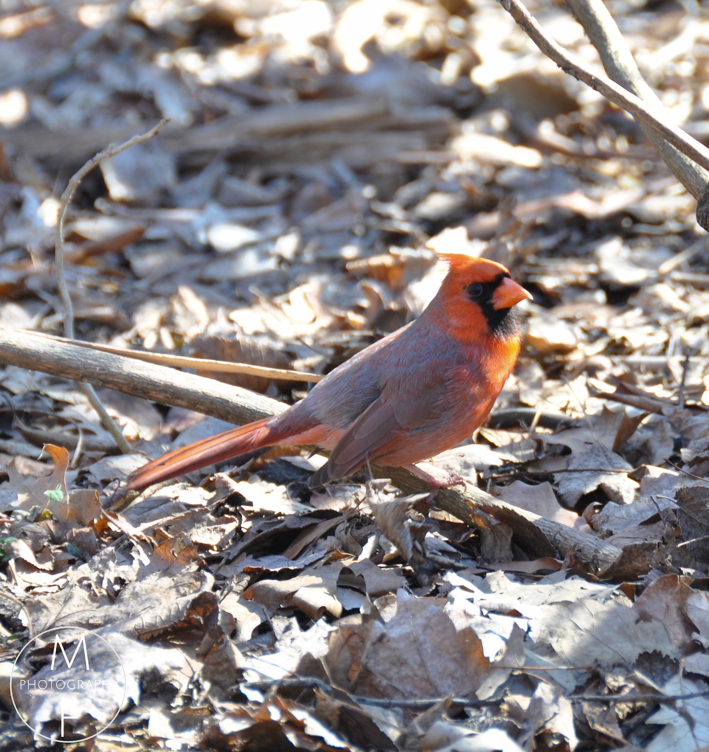 Stunning Northern Cardinal