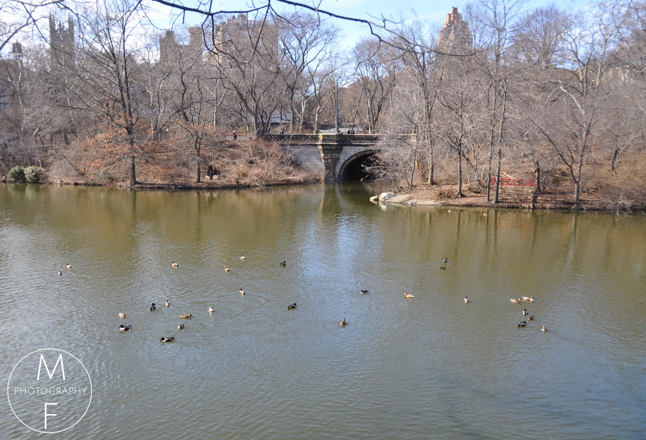 So Many Ducks - It Looked Like Water Ballet