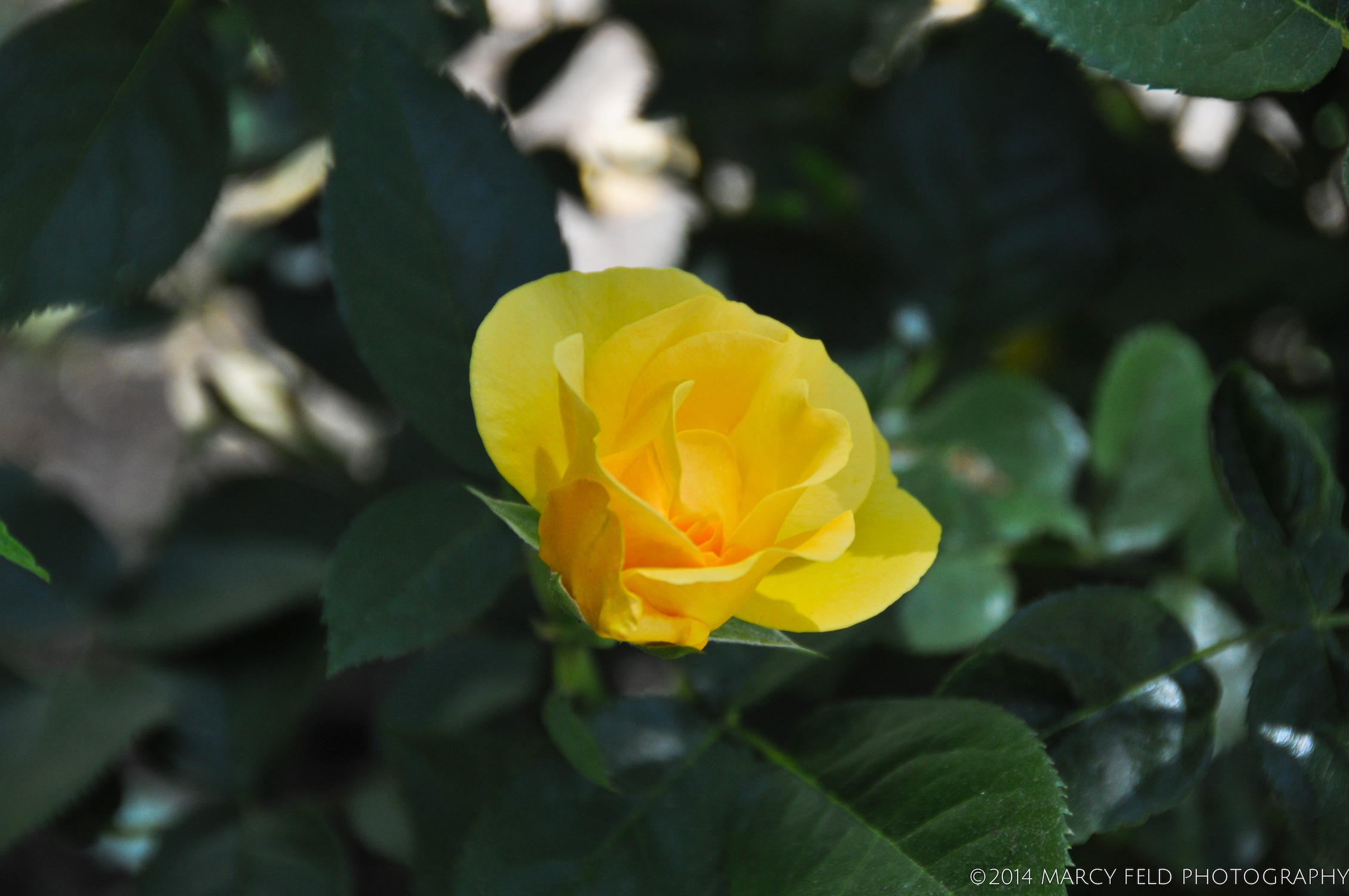 Julia Child Rose