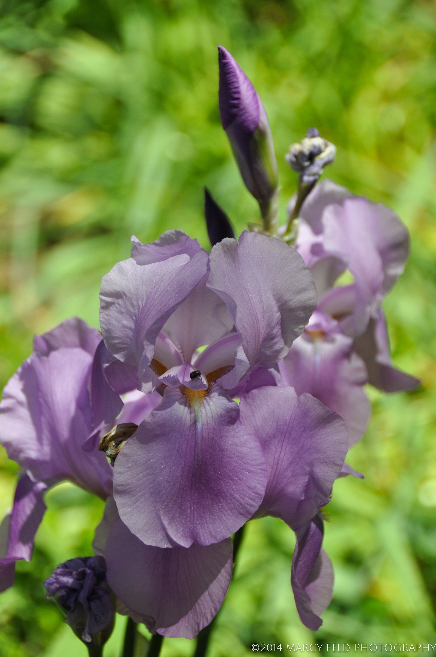 Iris Rheingauperle