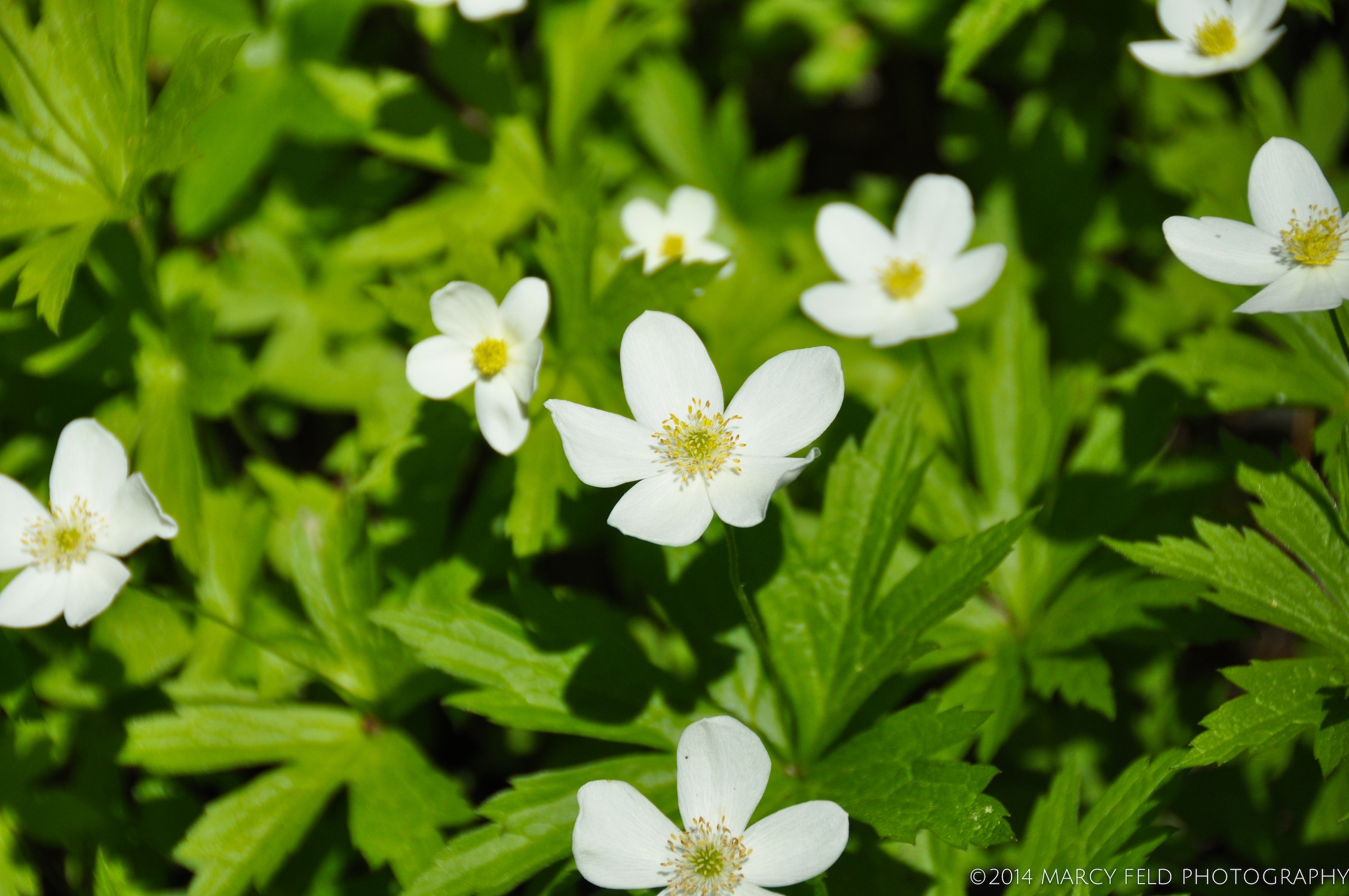  Canadian Anemone