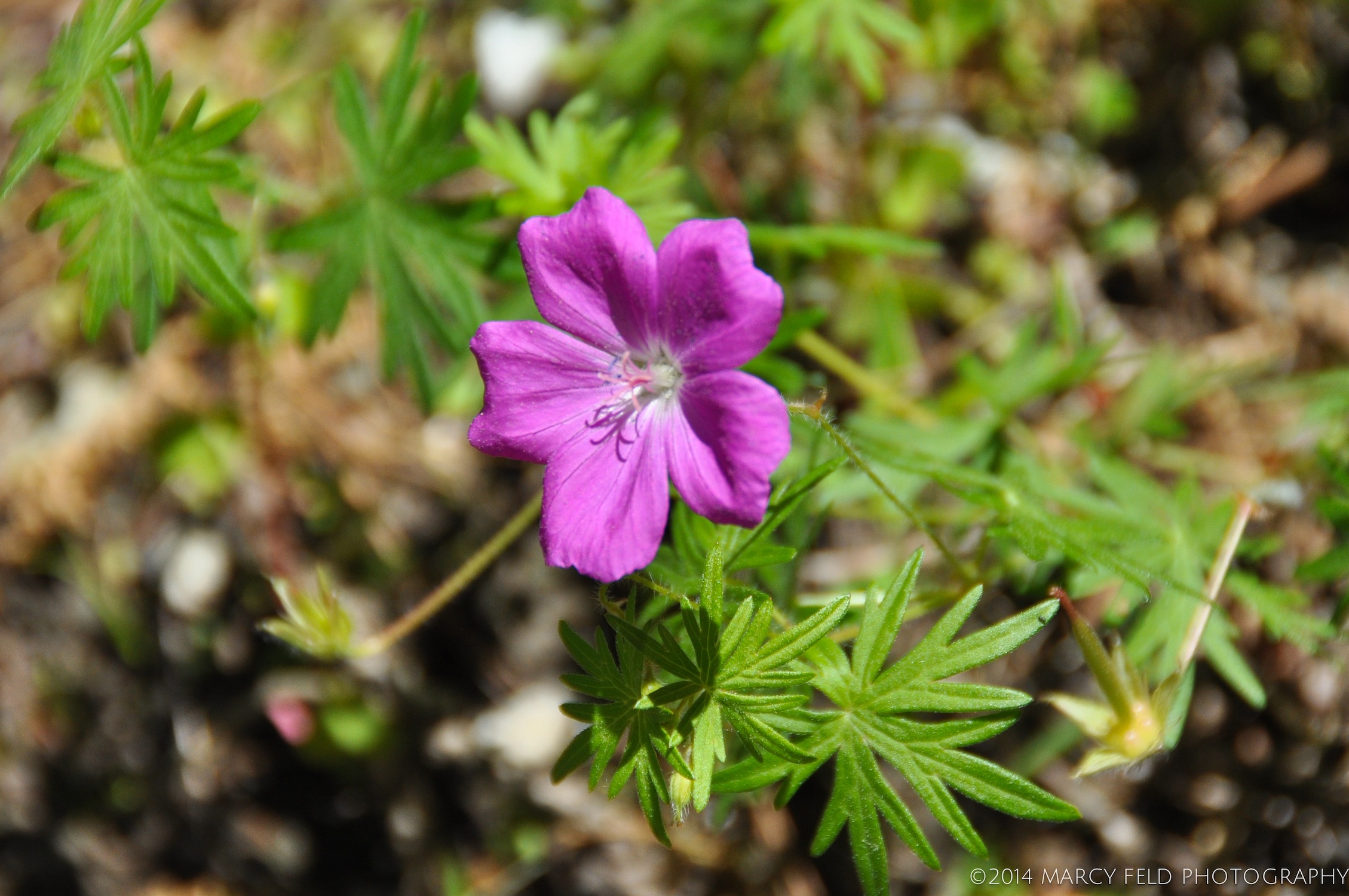  Wild Geranium
