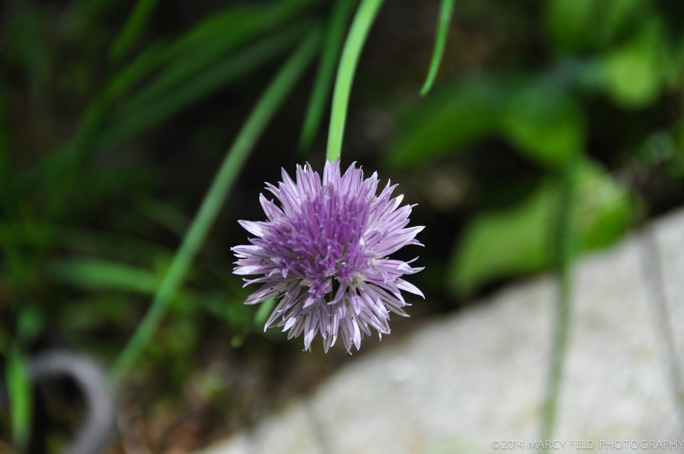 Chives