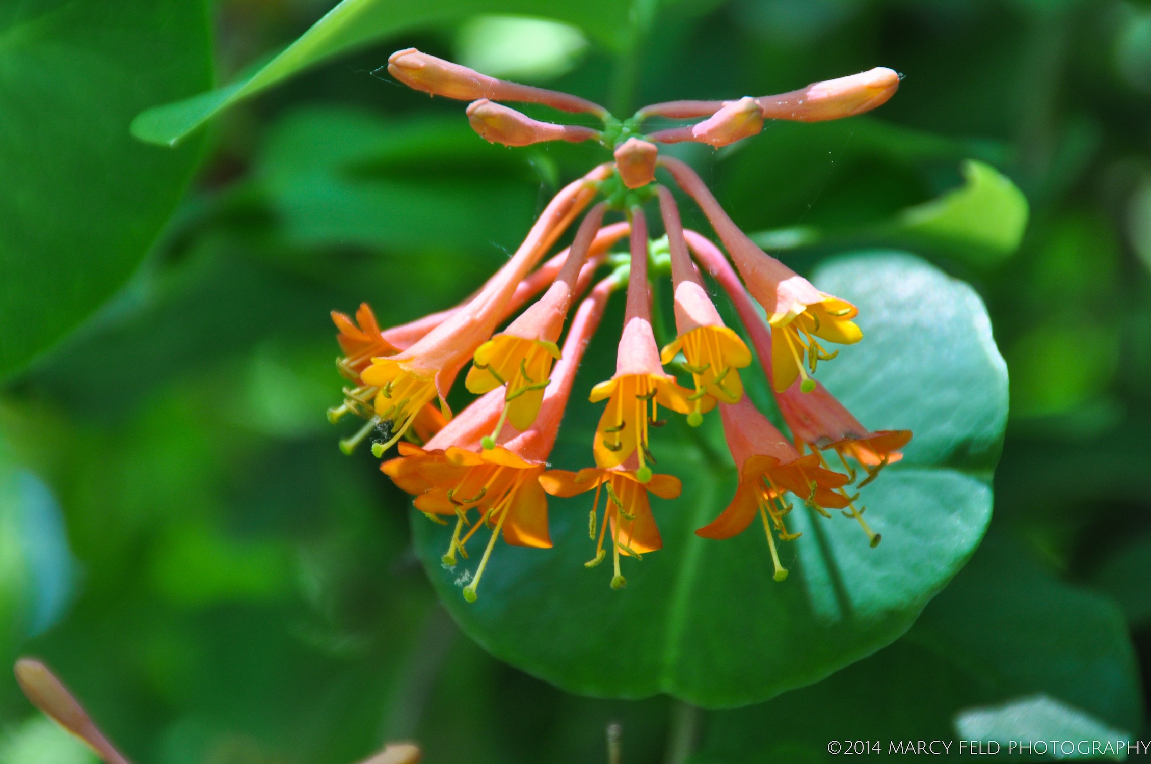 Coral Honeysuckle