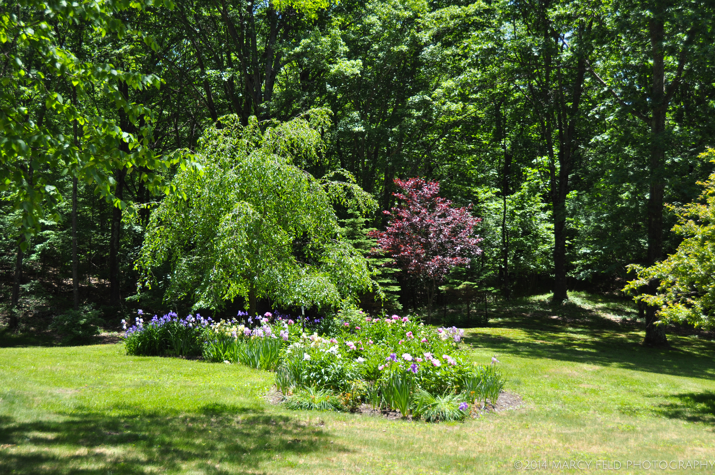 View of the Weeping Cherry bed