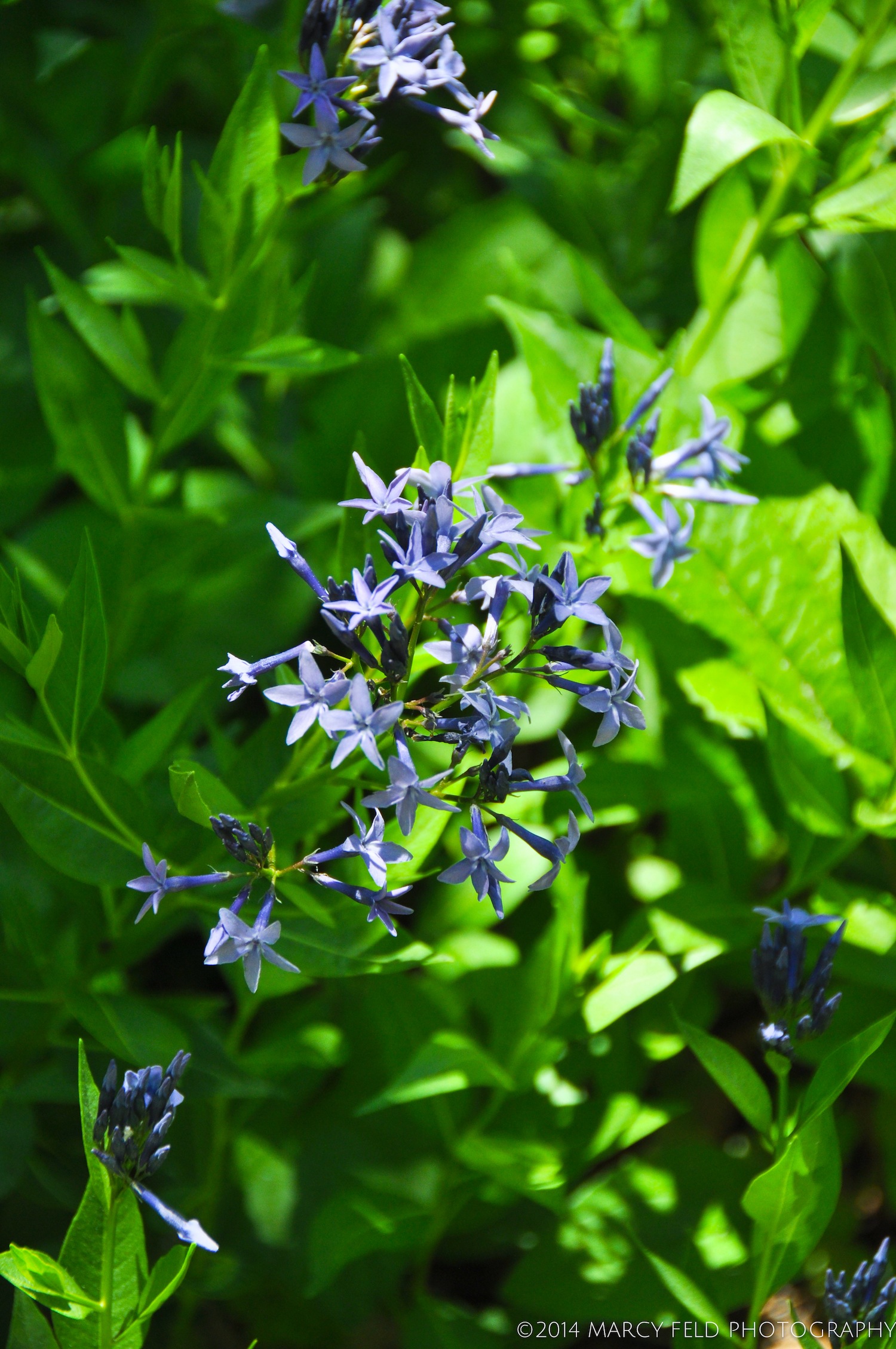 Blue Star 'Amsonia'