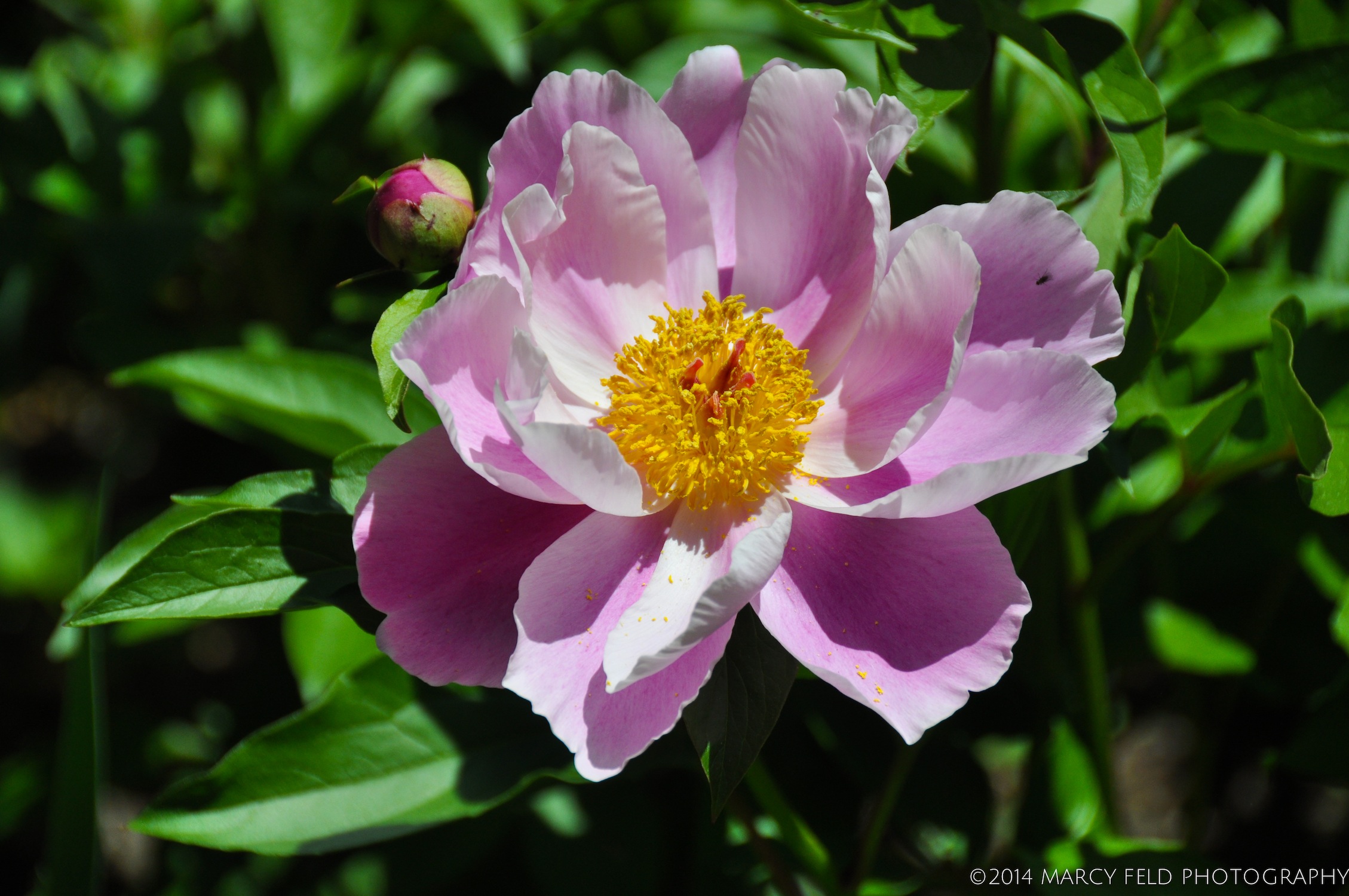 Pink & White Single Cup Peony