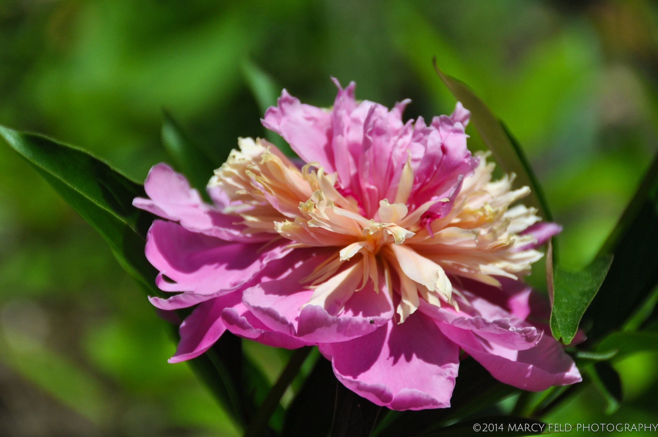 Gail Tischler Japanese Peony