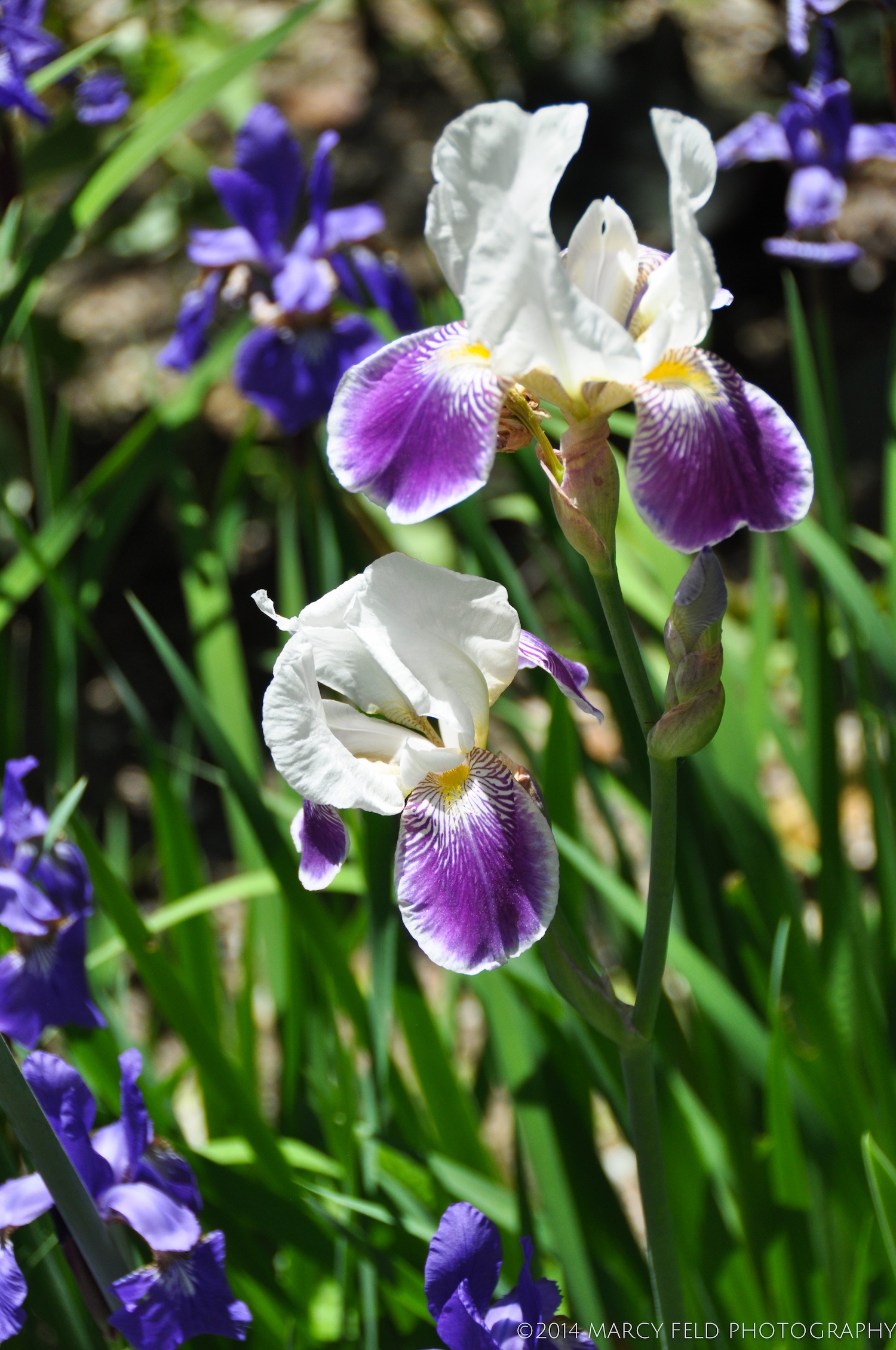 Little White Tiger Iris