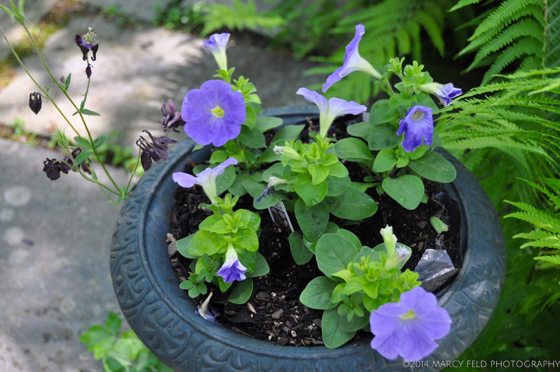 Petunia Urn 'sky blue'