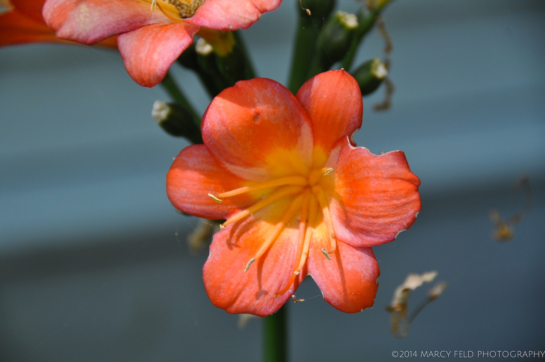 Clivia Bloom