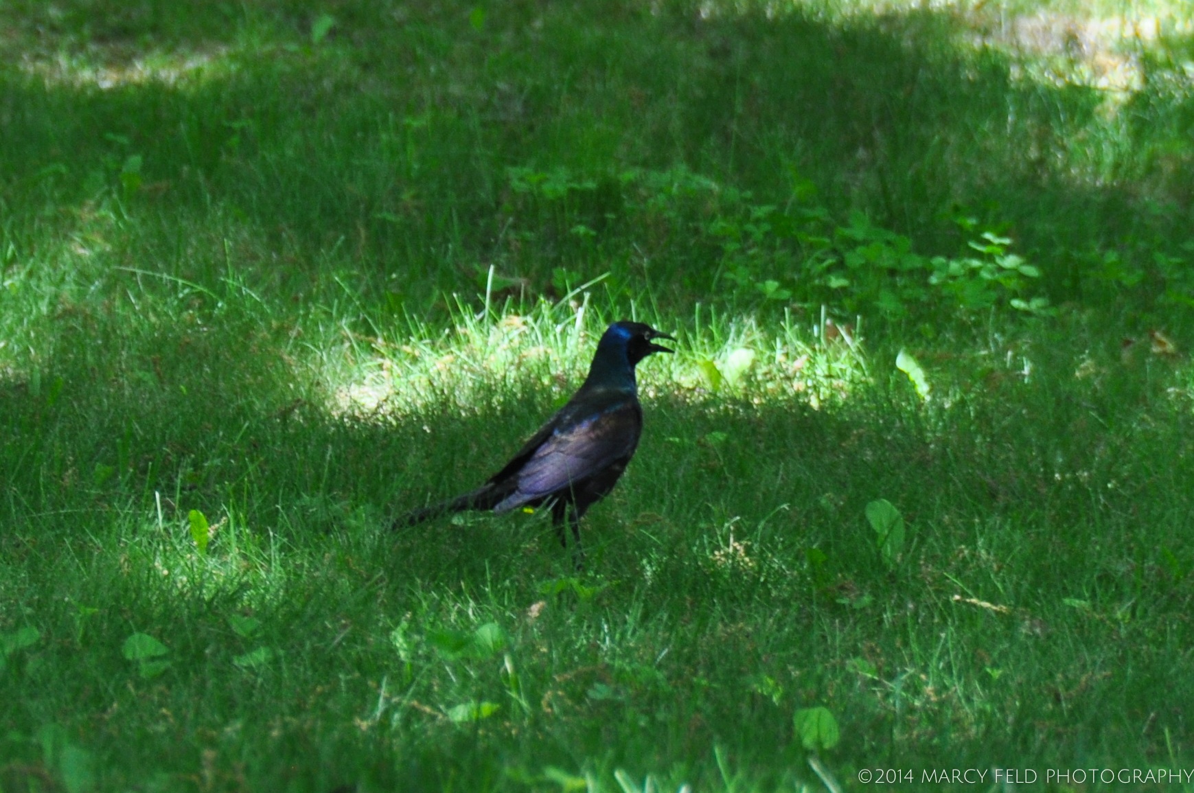 Grackle