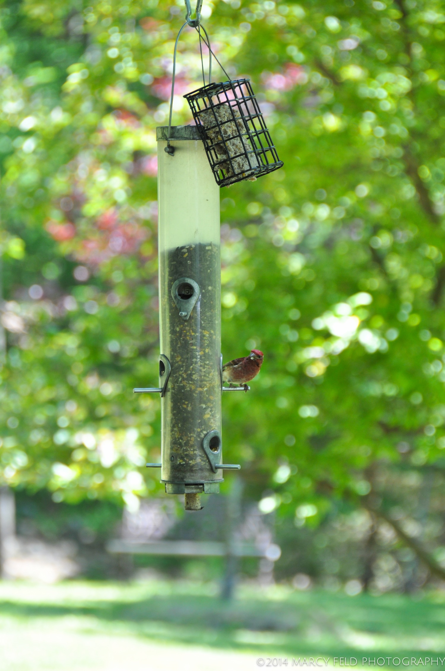 Purple Finch on Bird Feeder