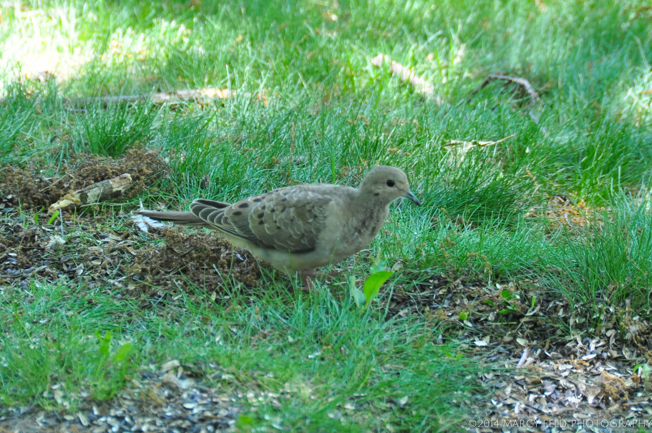 Mourning Dove