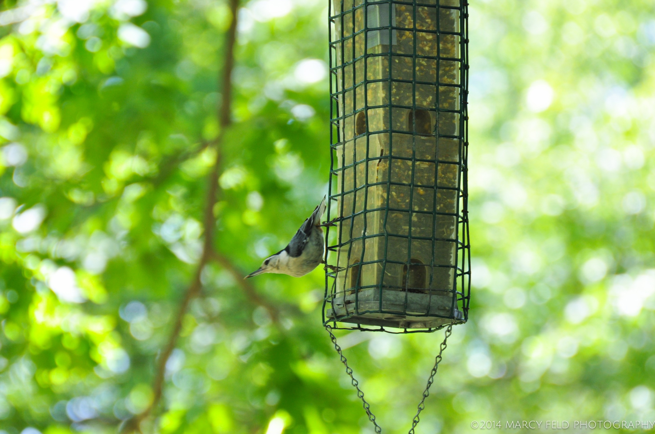 Nuthatch on Bird Feeder