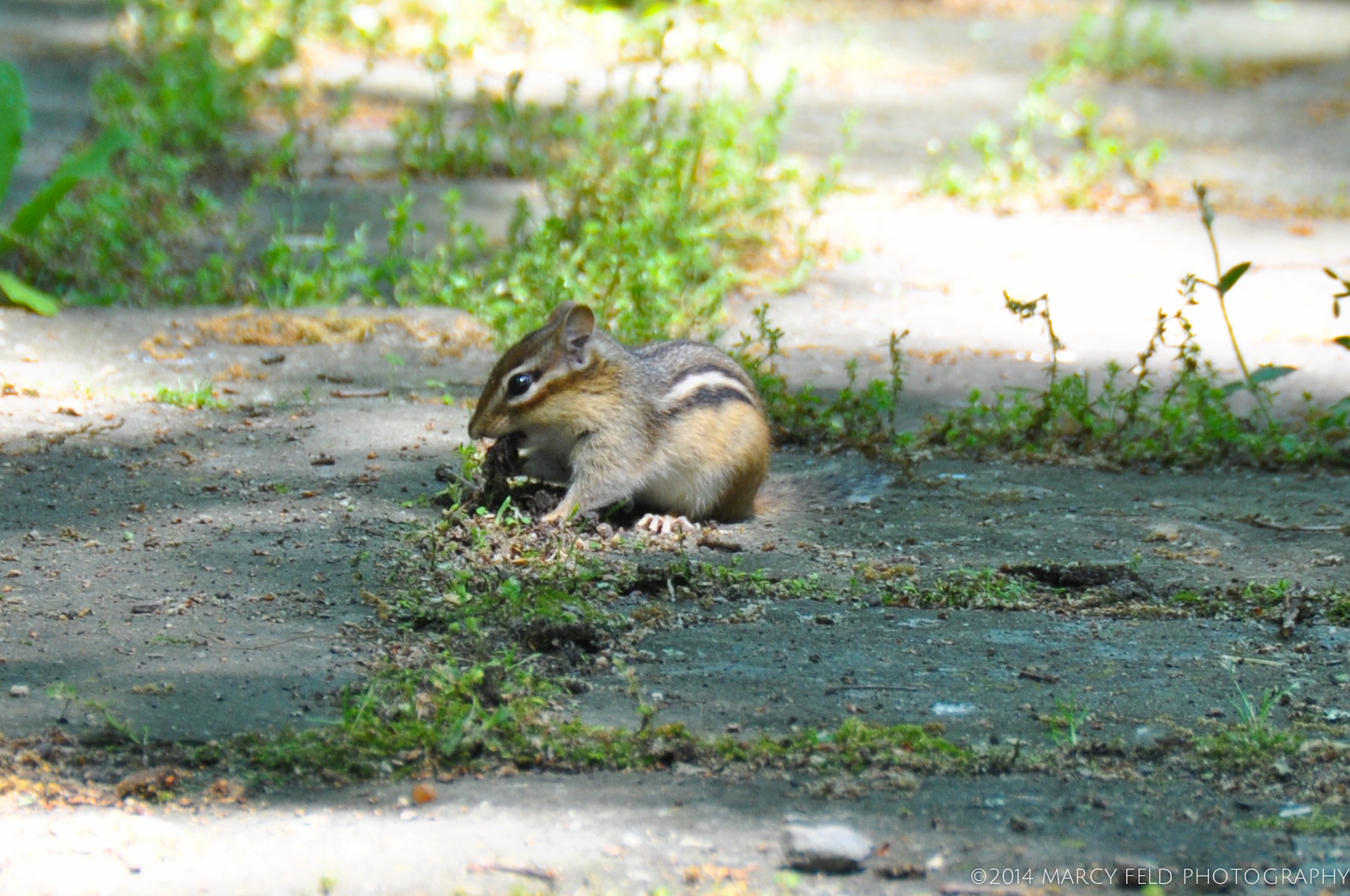 "Mr. Chips" Digging out the Moss.