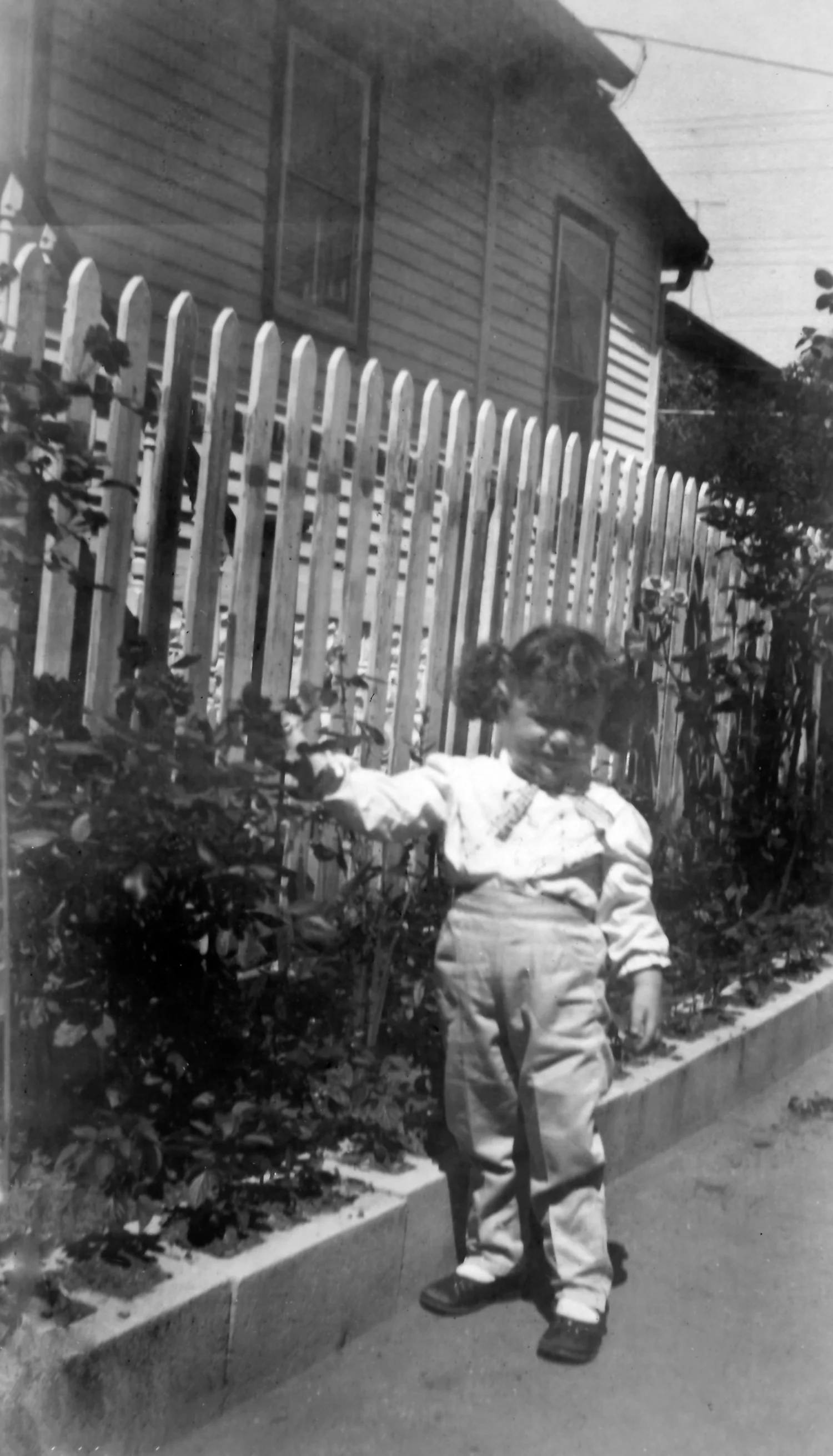 Me Pointing To My Grandmother'd Roses Along Our Driveway Apx 1958