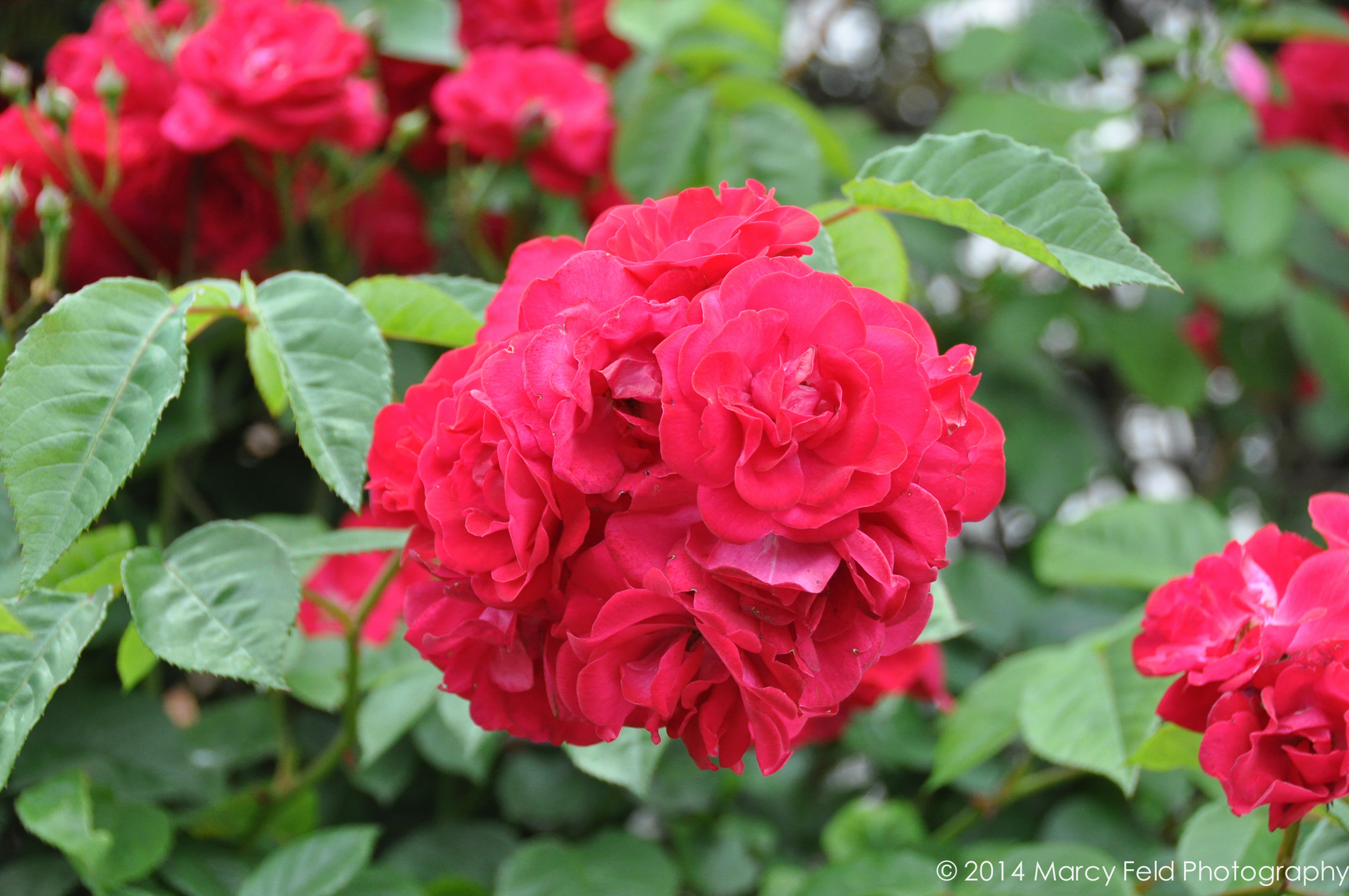 Their Amazing Rose Bush In Full Bloom