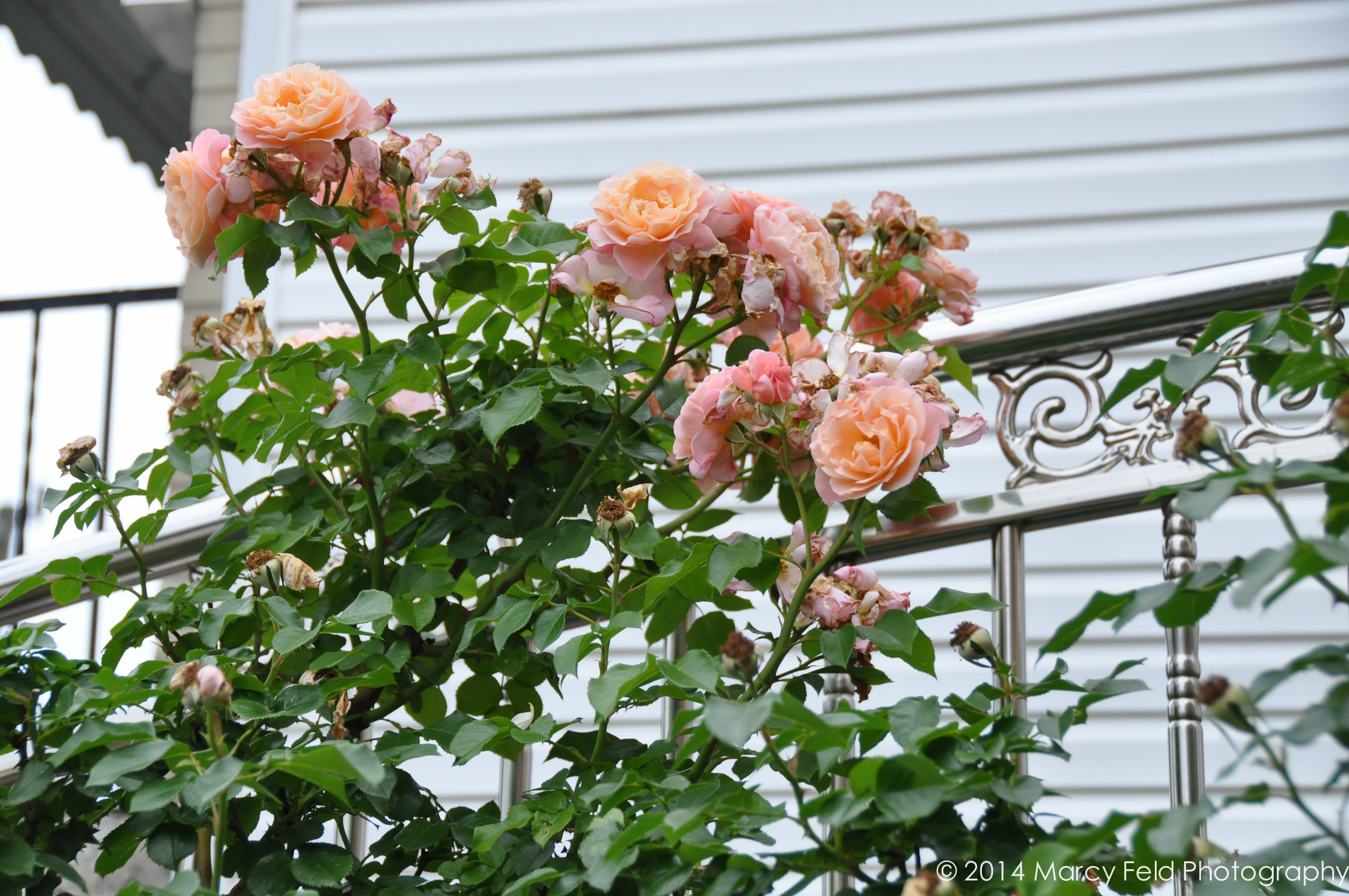 More Of The Roses Surrounding The Home