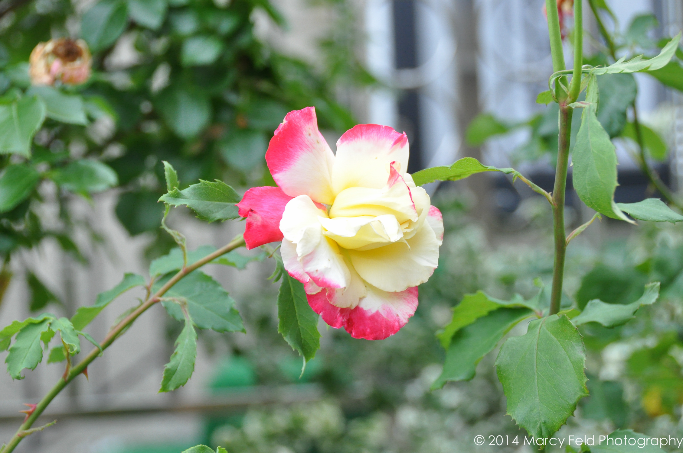 Roses Galore