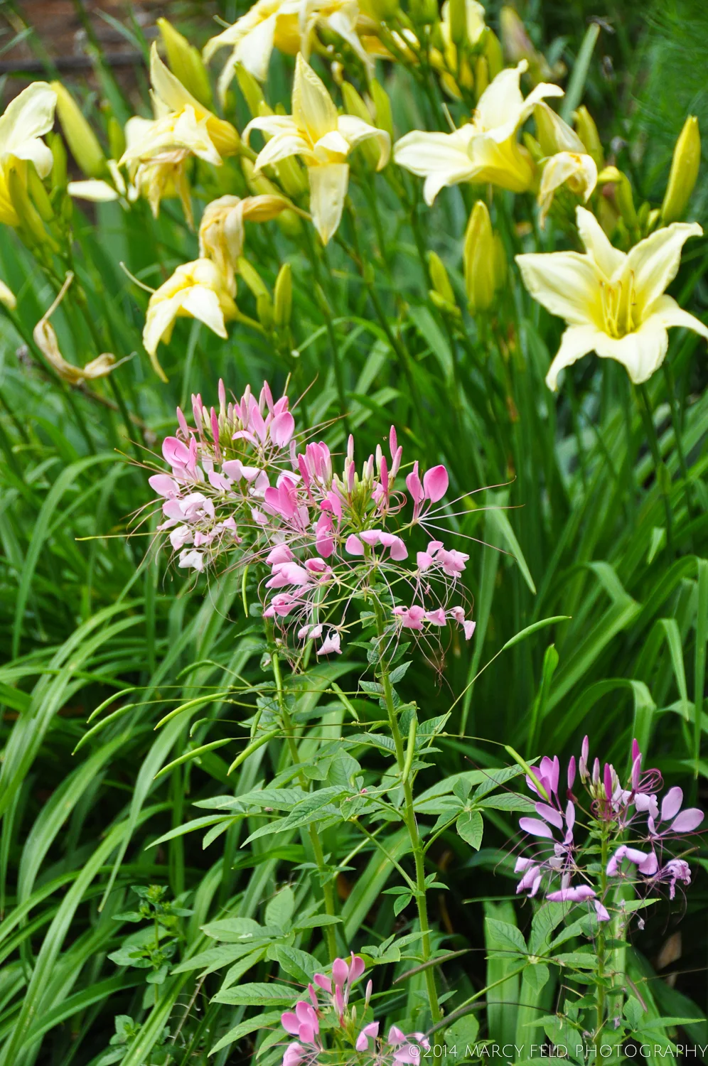 Cleome Hassleriana or Spider Flower with Lemon Day Lilies